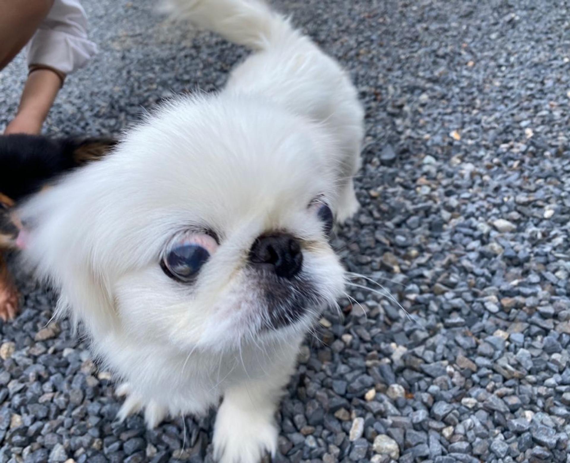 pet-image-3