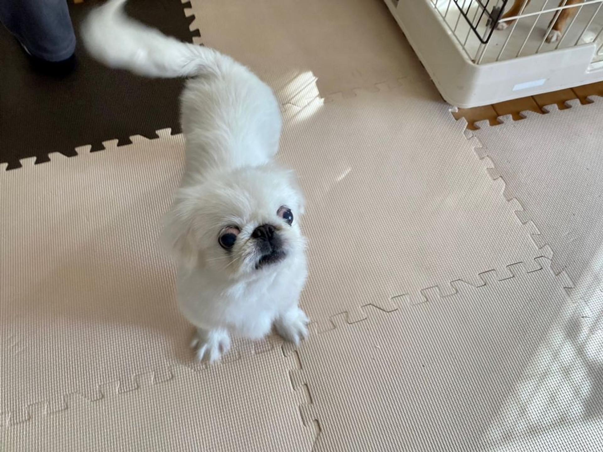 pet-image-7