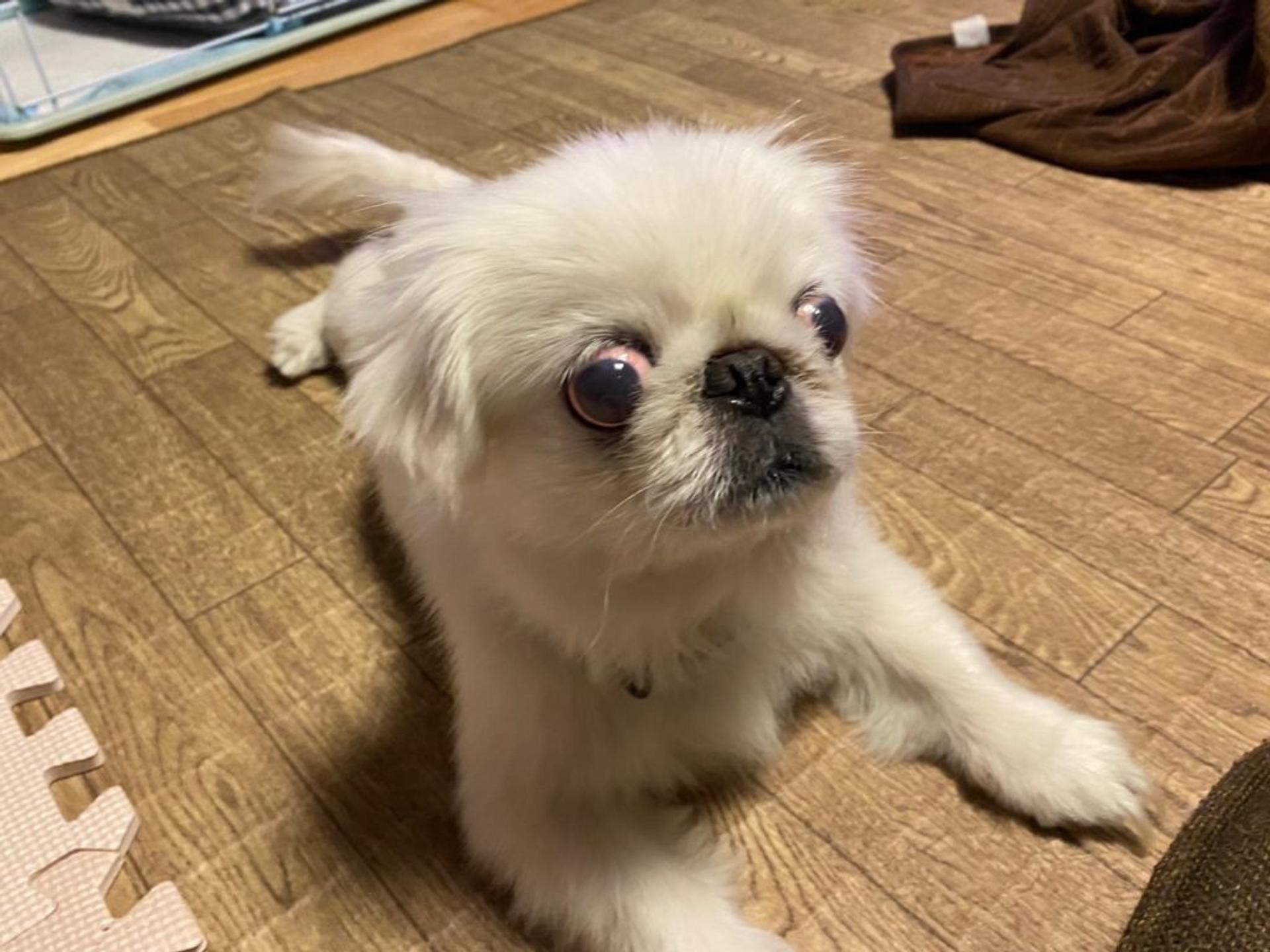 pet-image-8