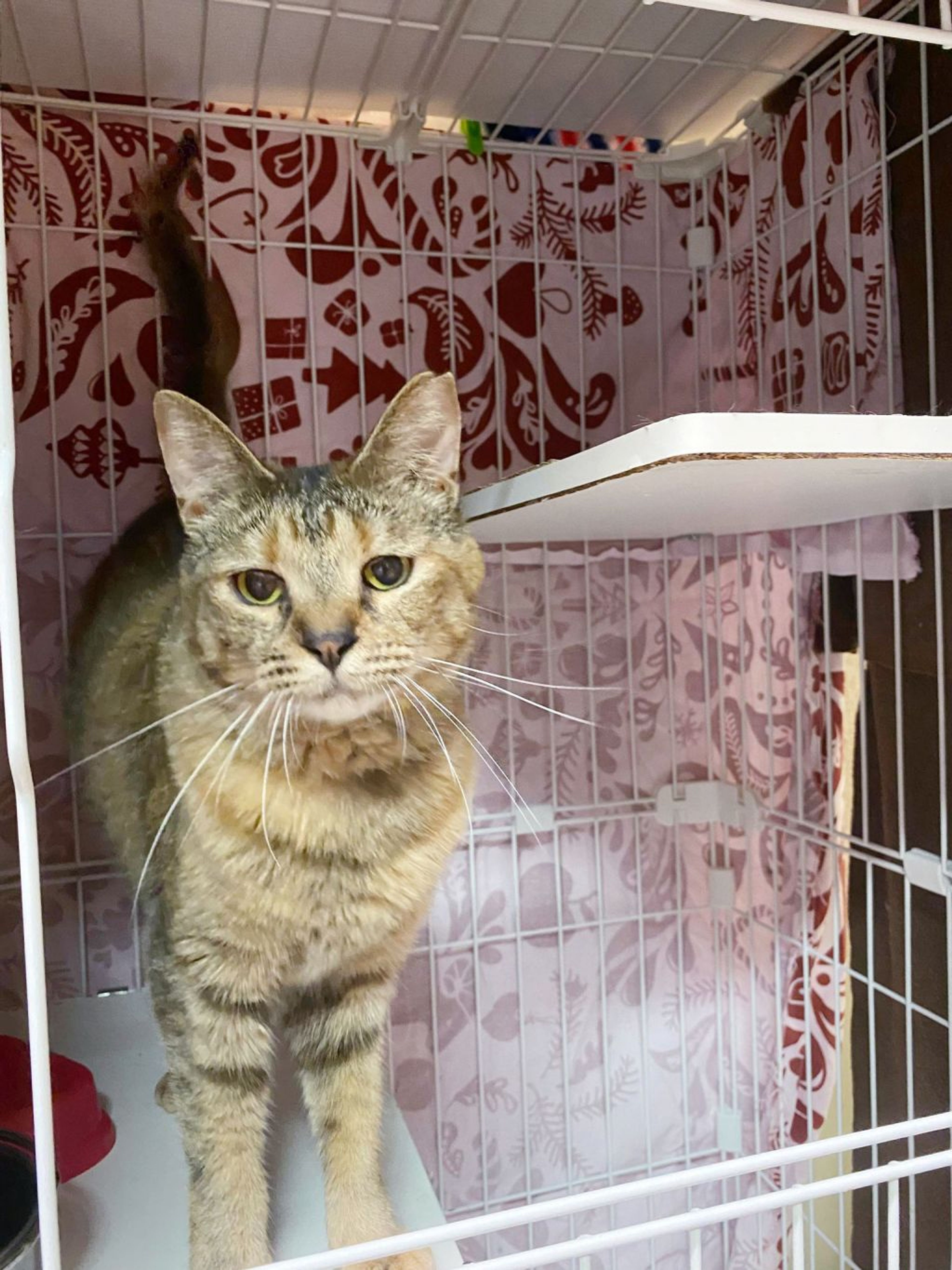 pet-image-3