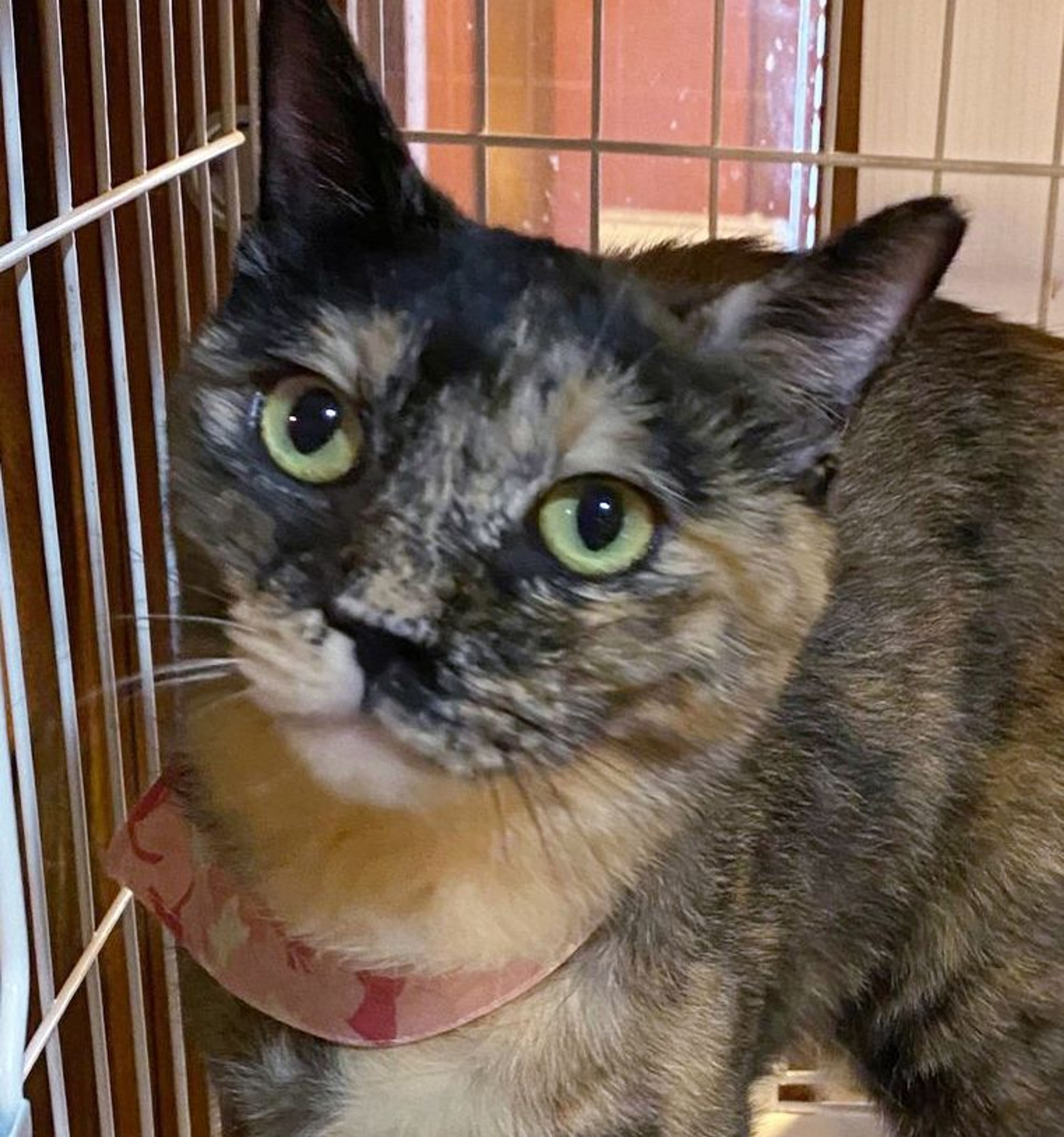 雑種（ミックス猫）・メスの里親募集の写真