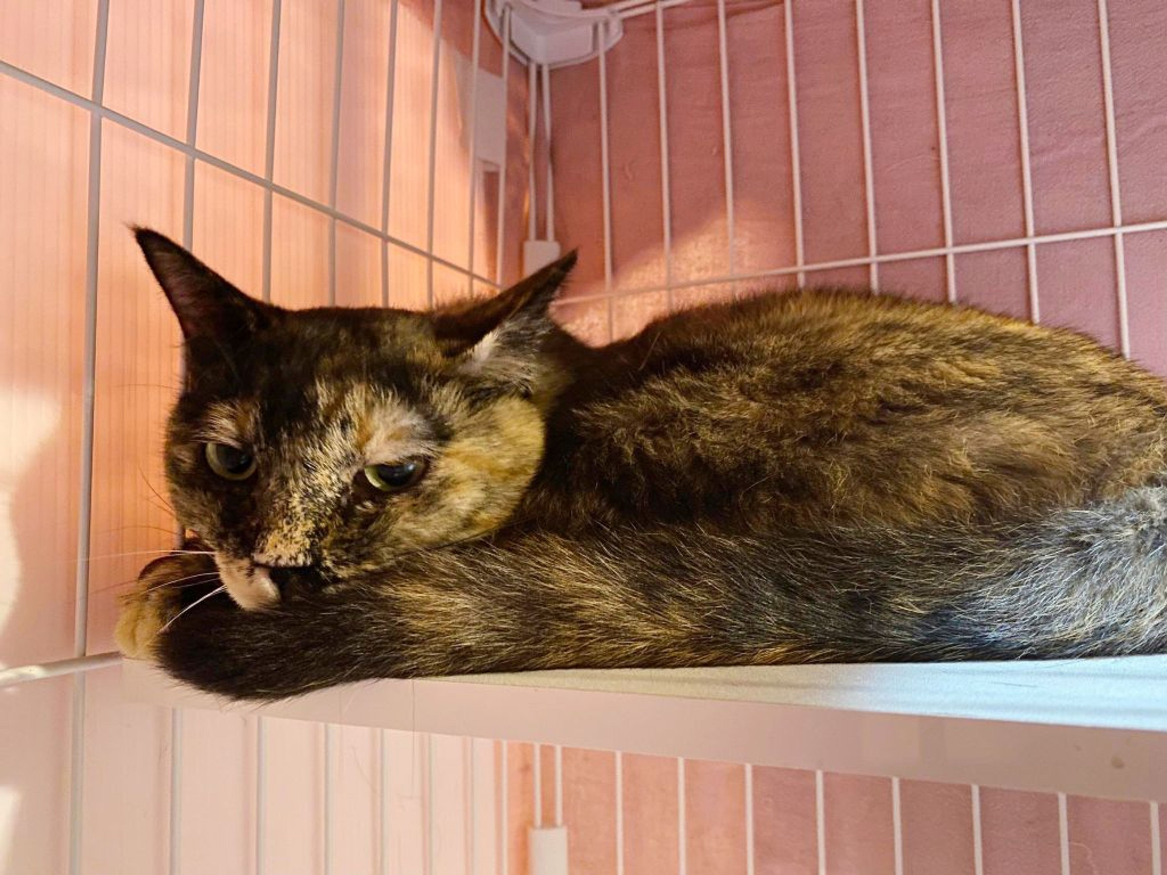 pet-image-2