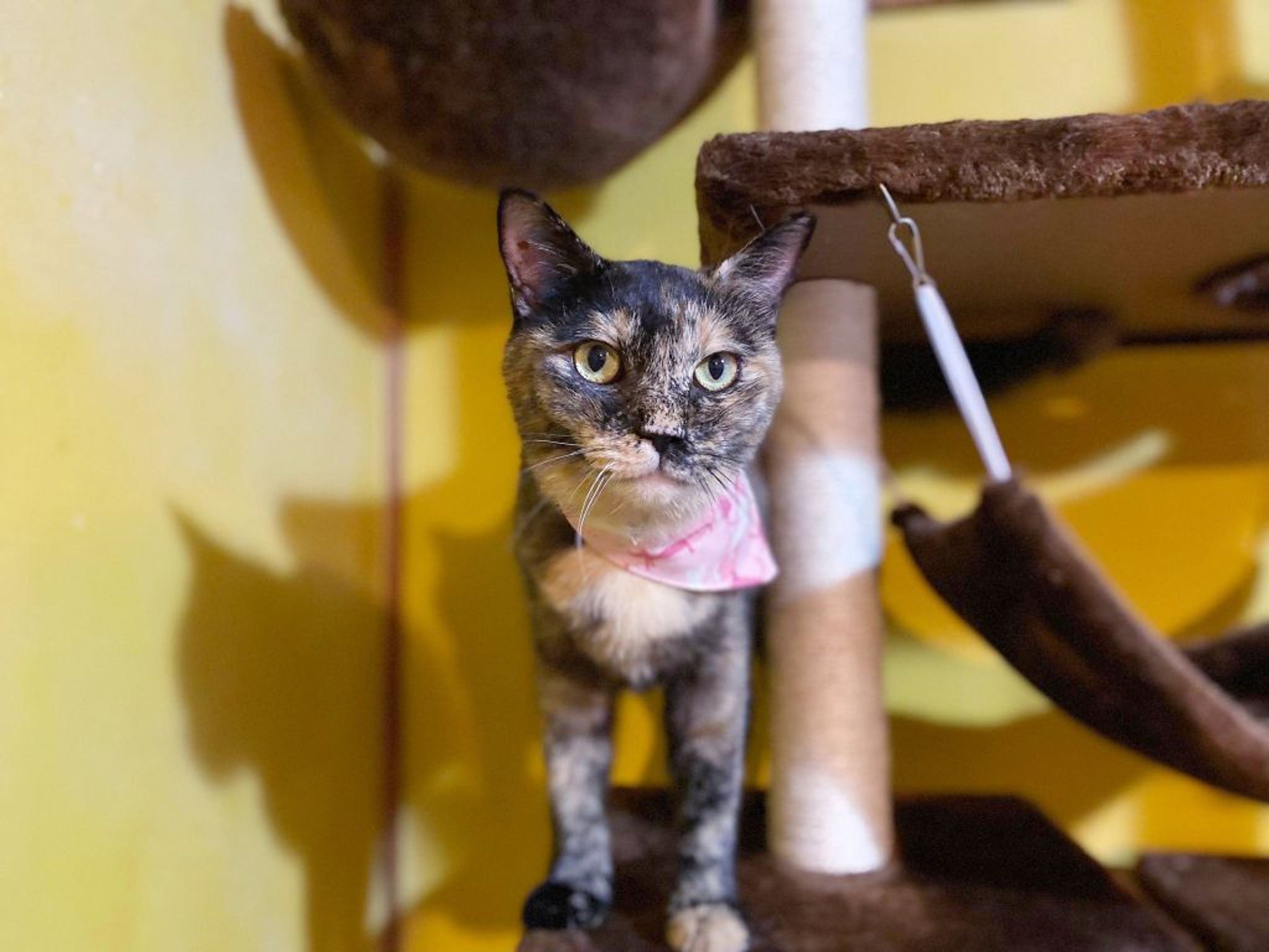 pet-image-3