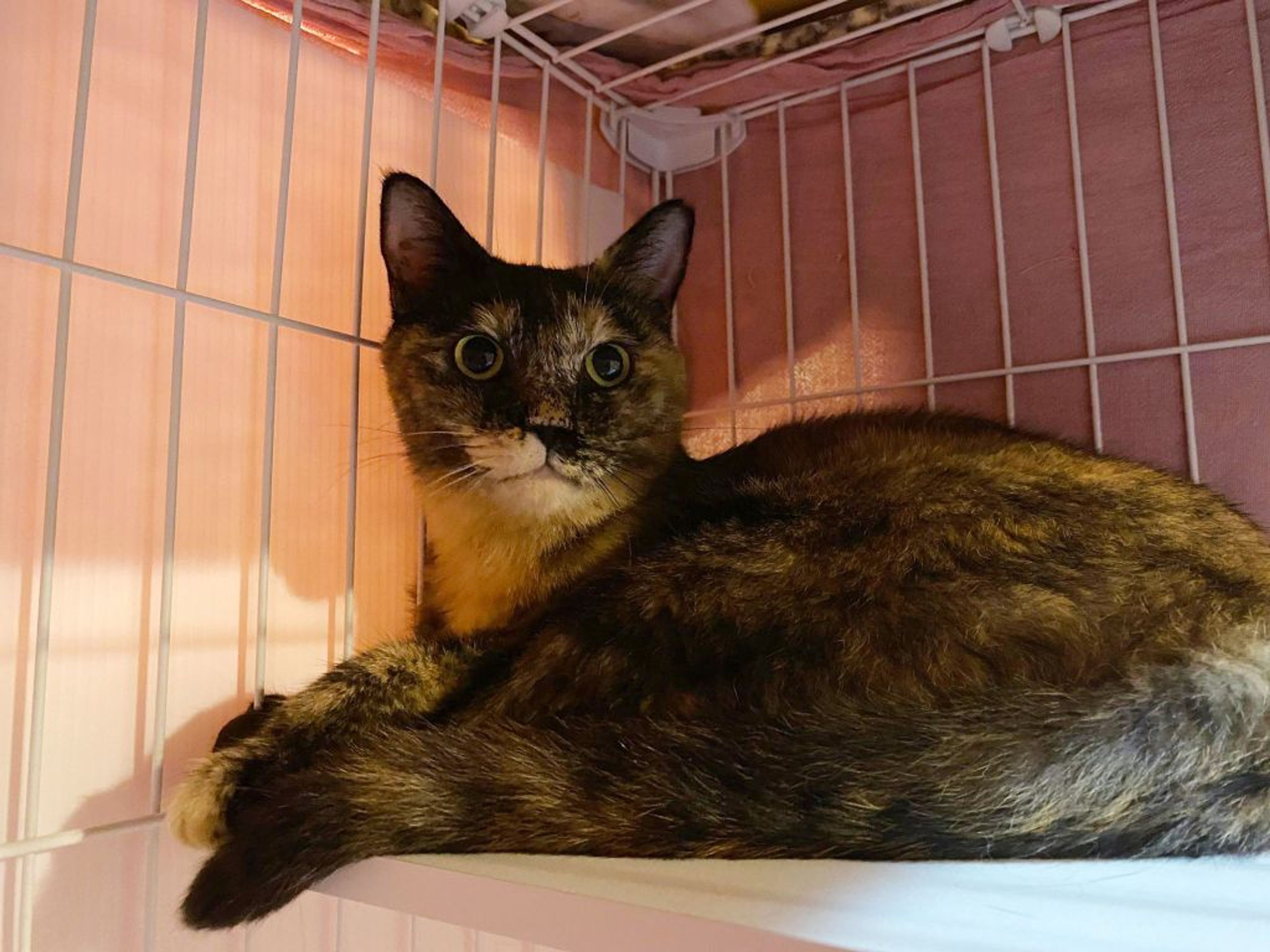 pet-image-4