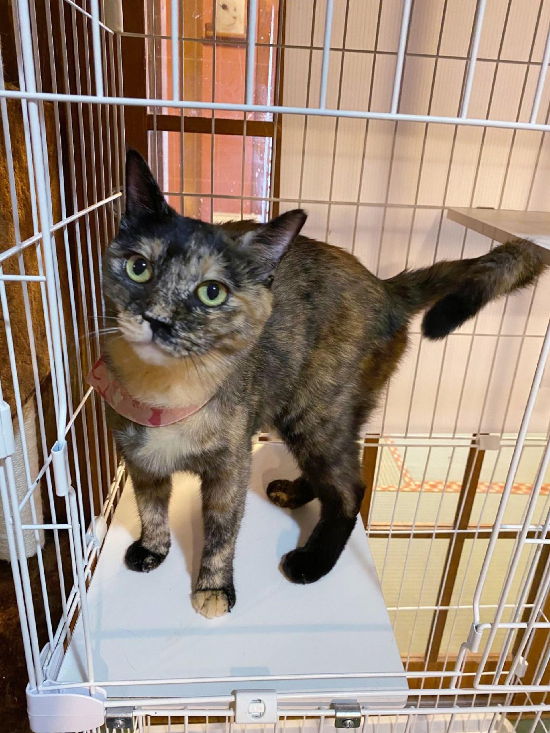 pet-image-5