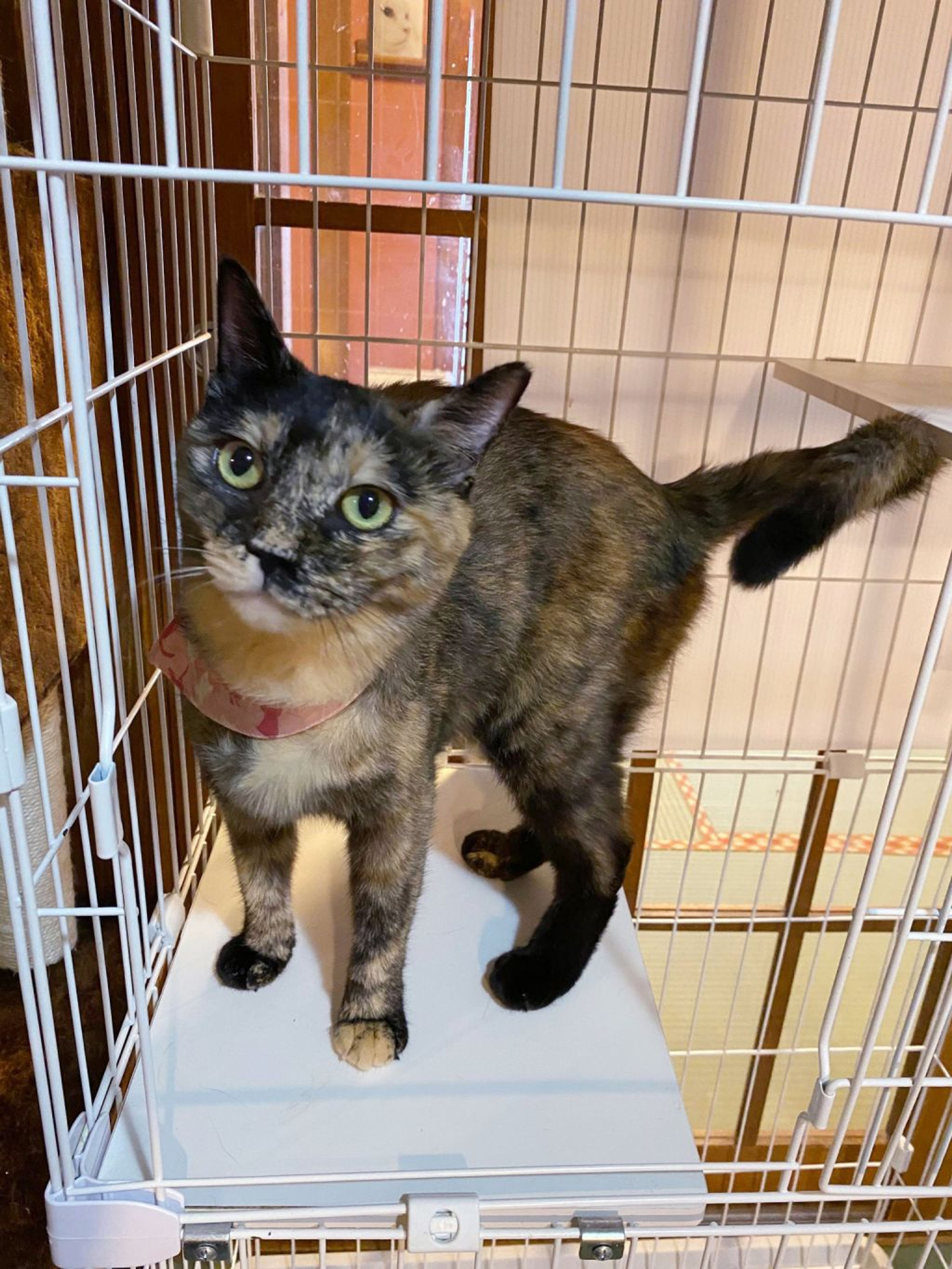 pet-image-5
