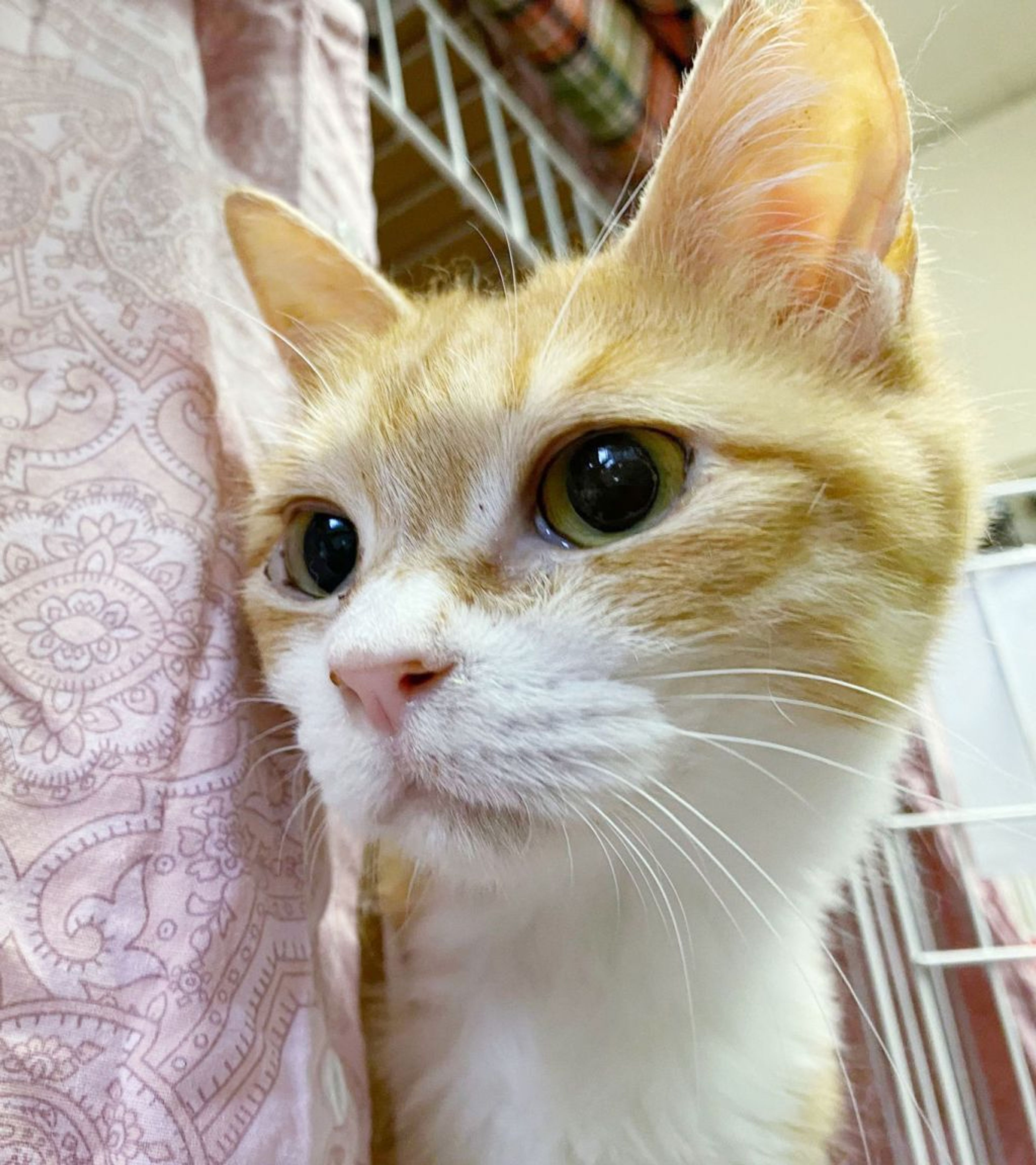 雑種（ミックス猫）・メスの里親募集の写真
