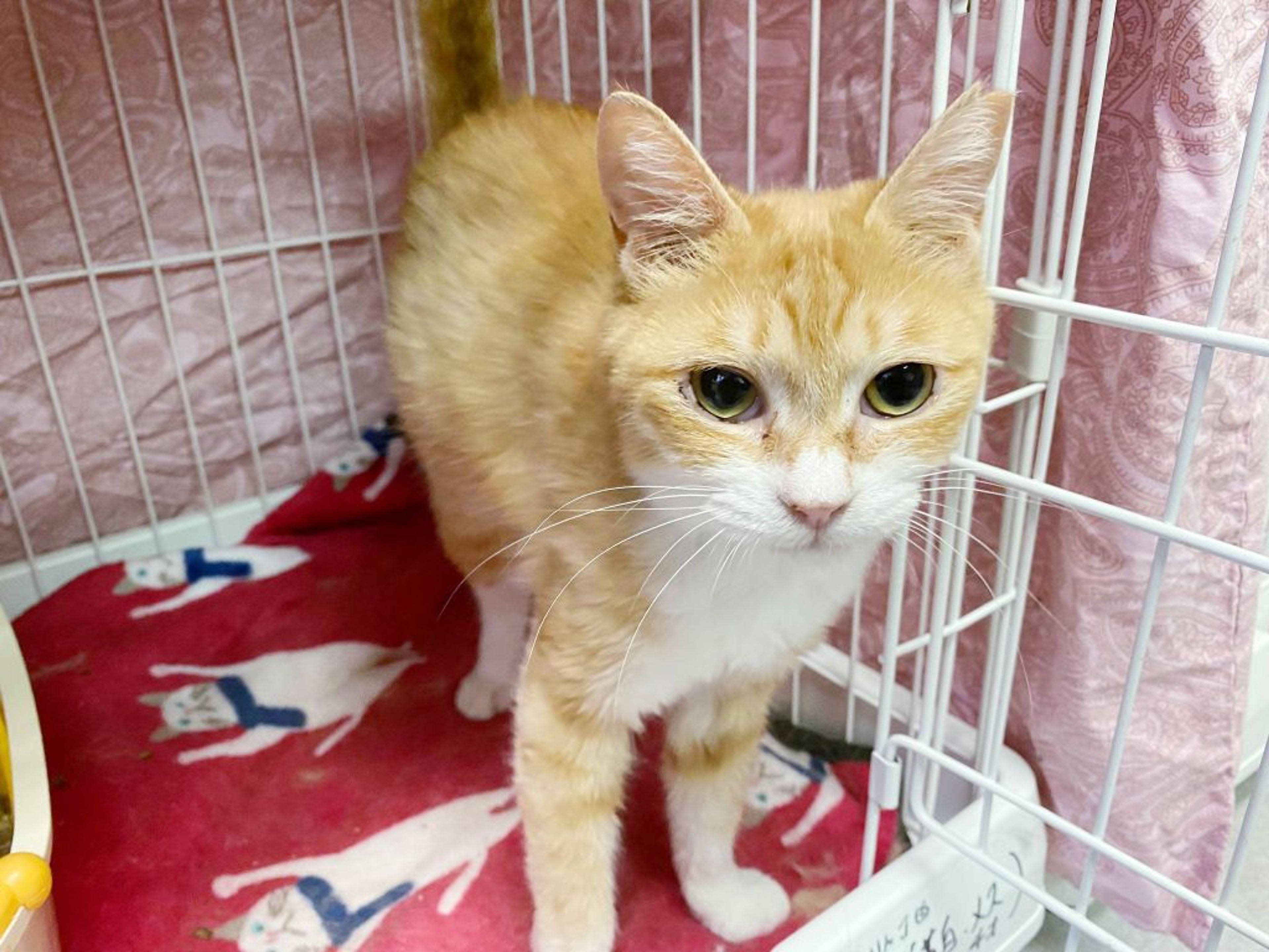 pet-image-2