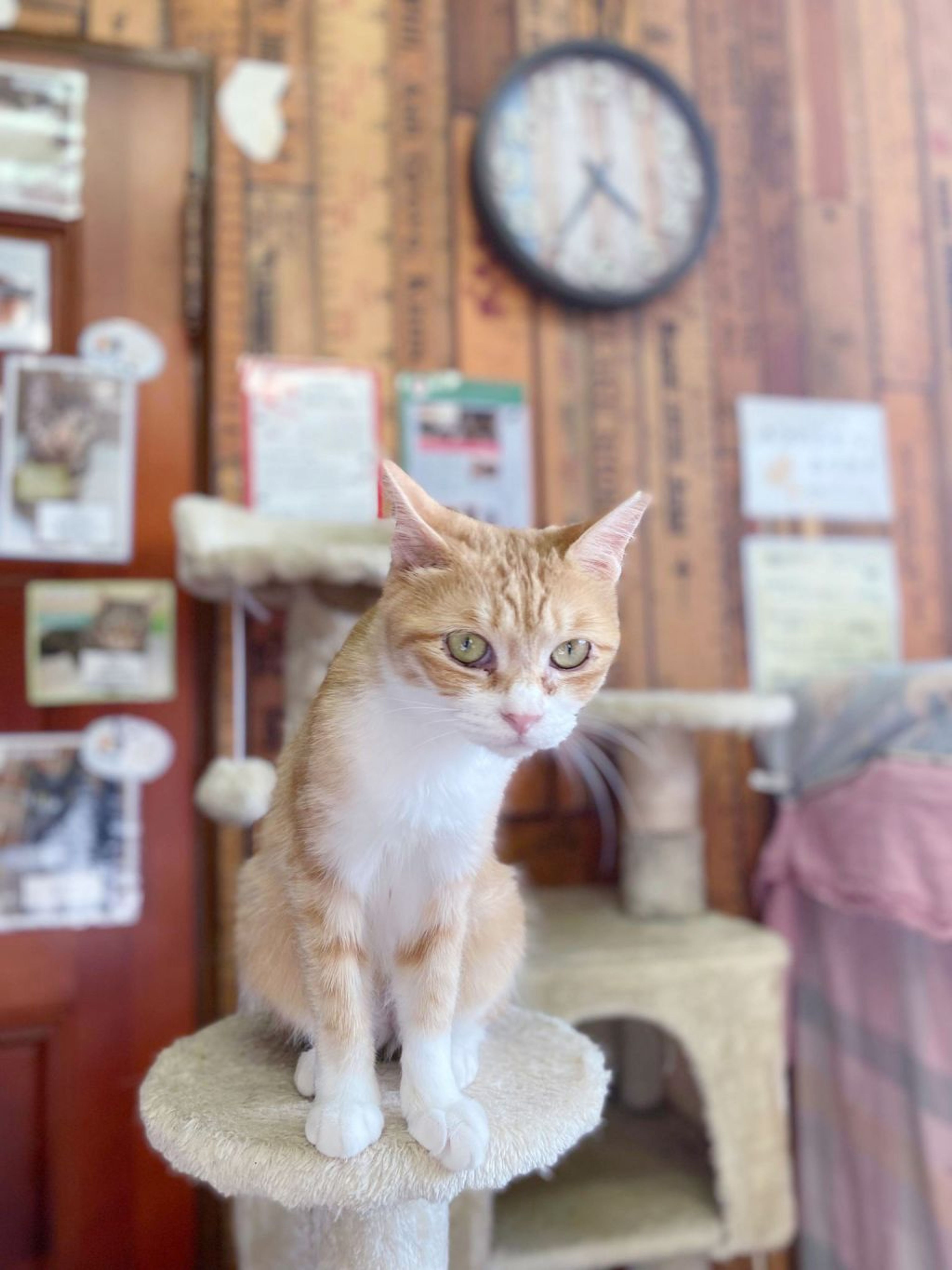 pet-image-3