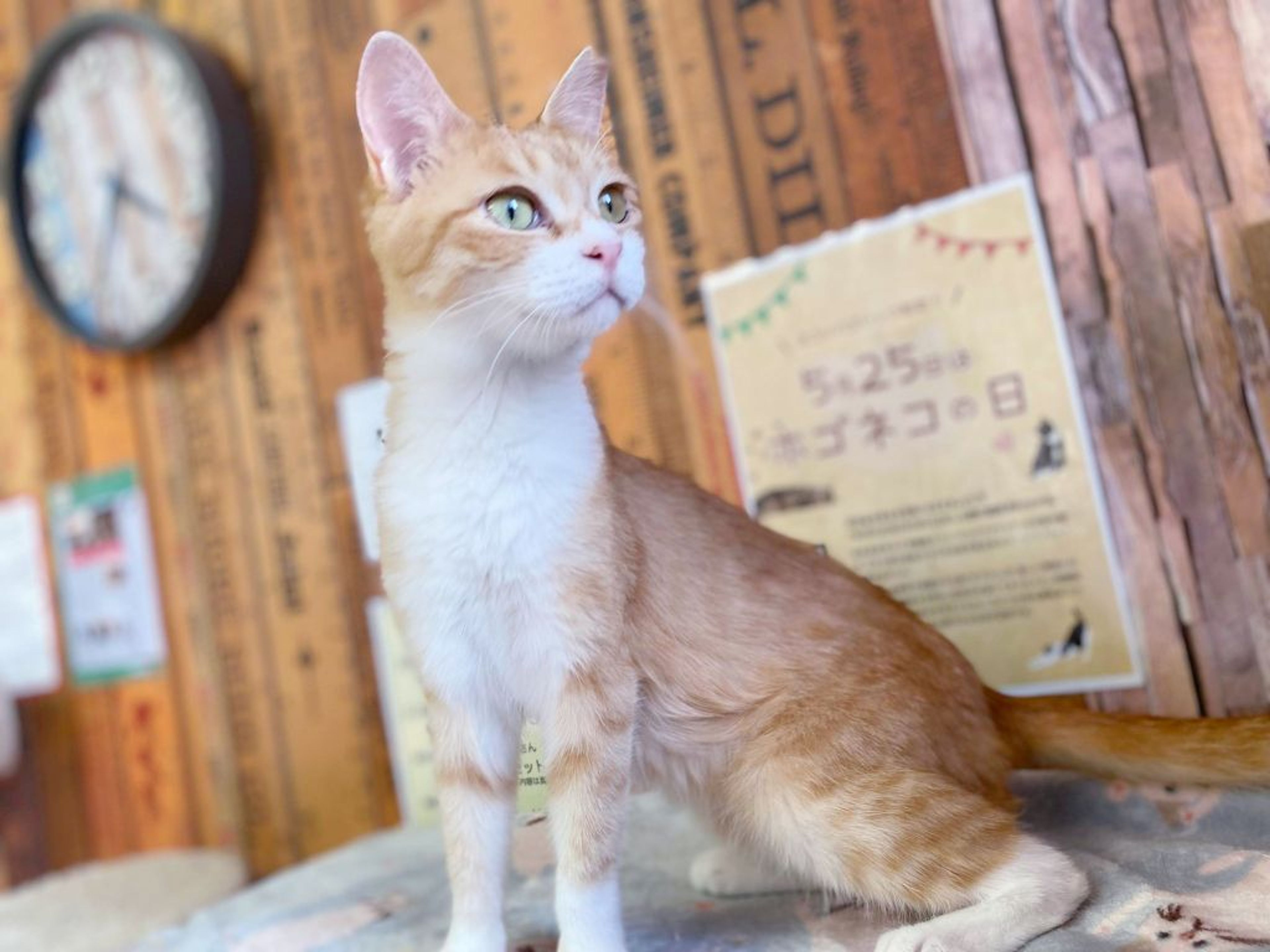pet-image-4