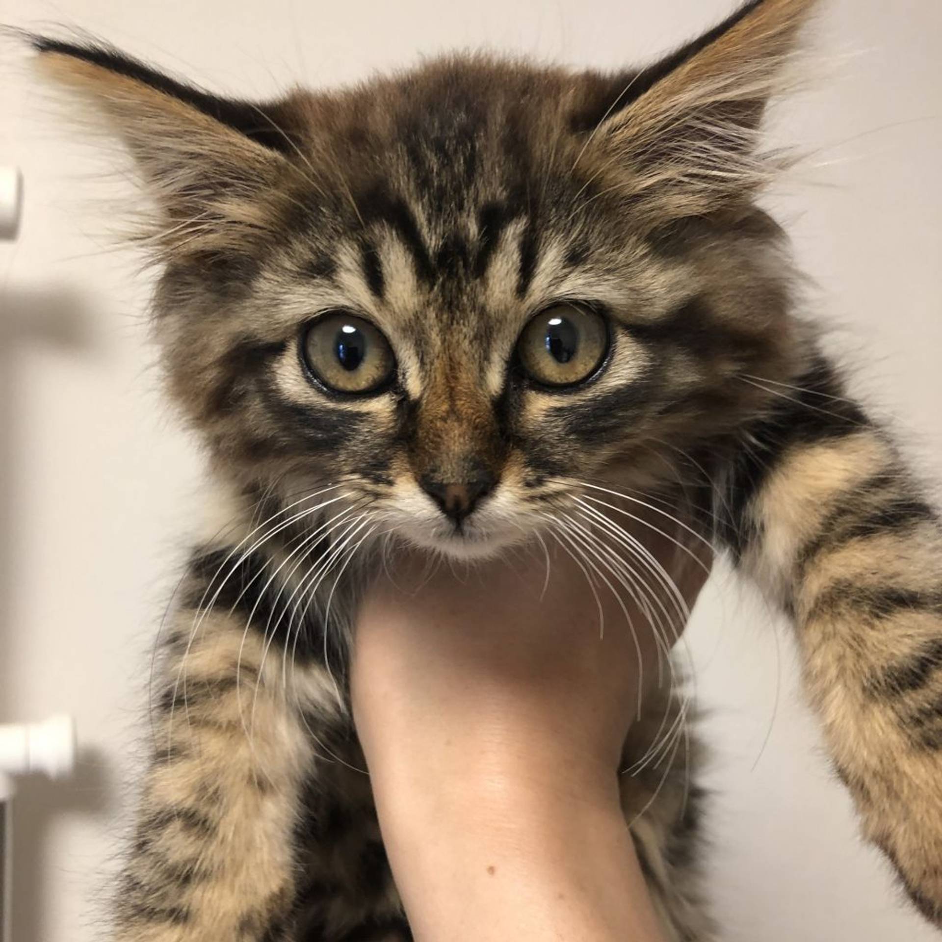雑種（ミックス猫）・オスの里親募集の写真