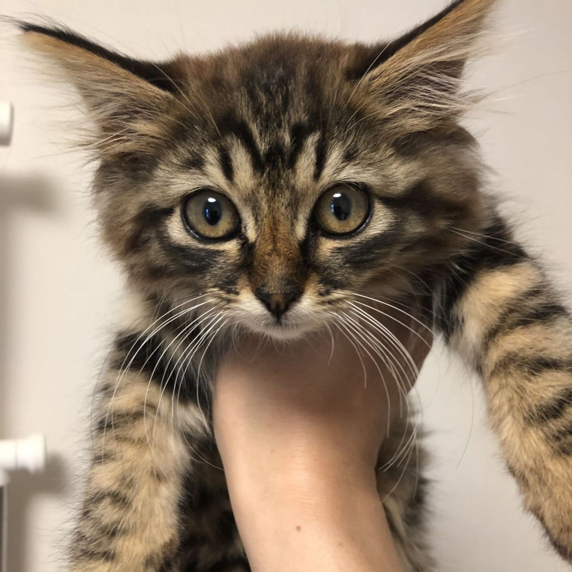 雑種（ミックス猫）・オスの里親募集の写真