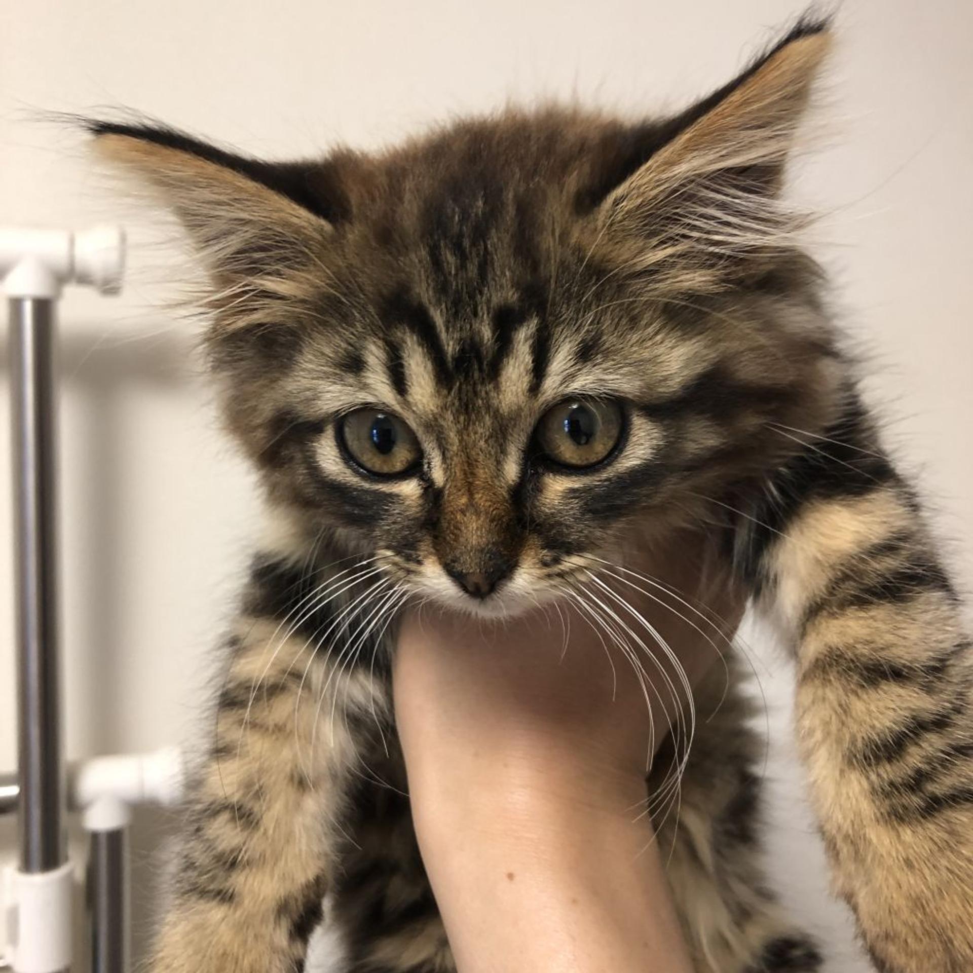 pet-image-3