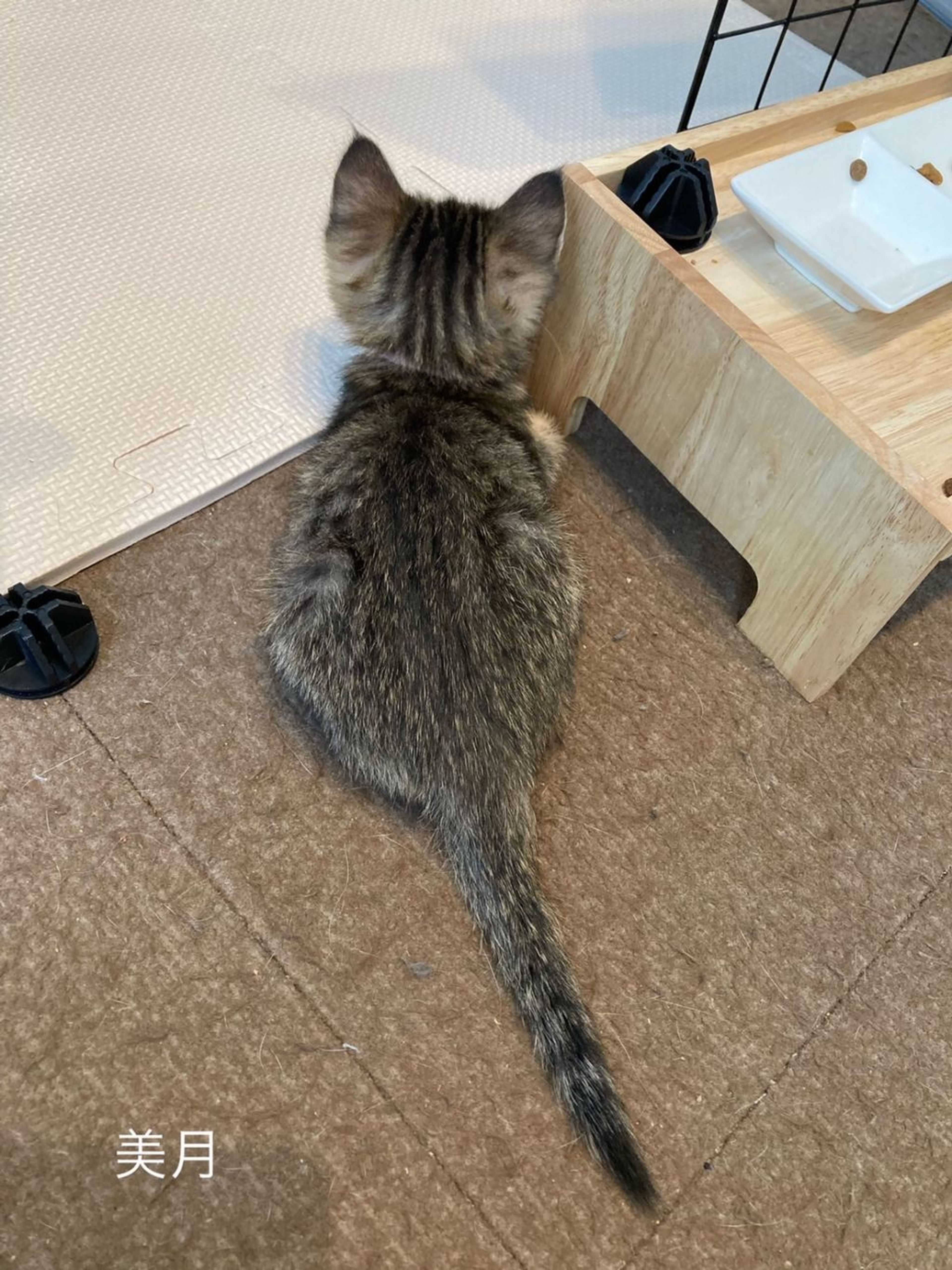 pet-image-3
