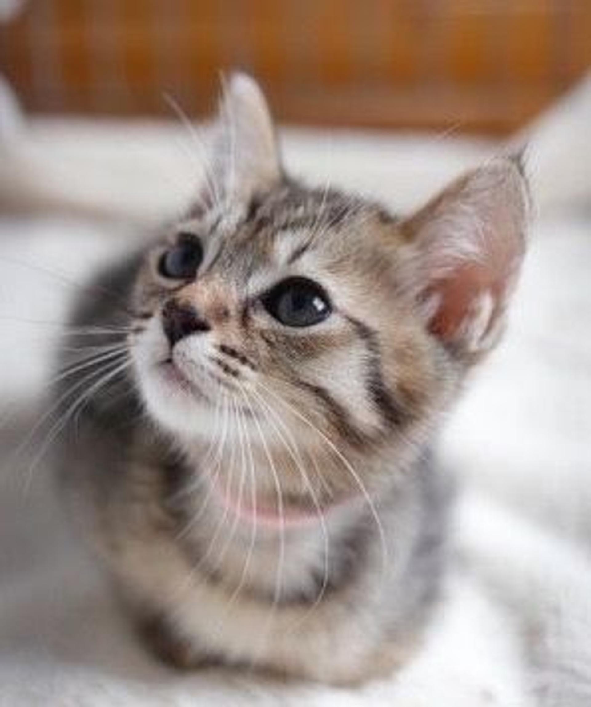 pet-image-4
