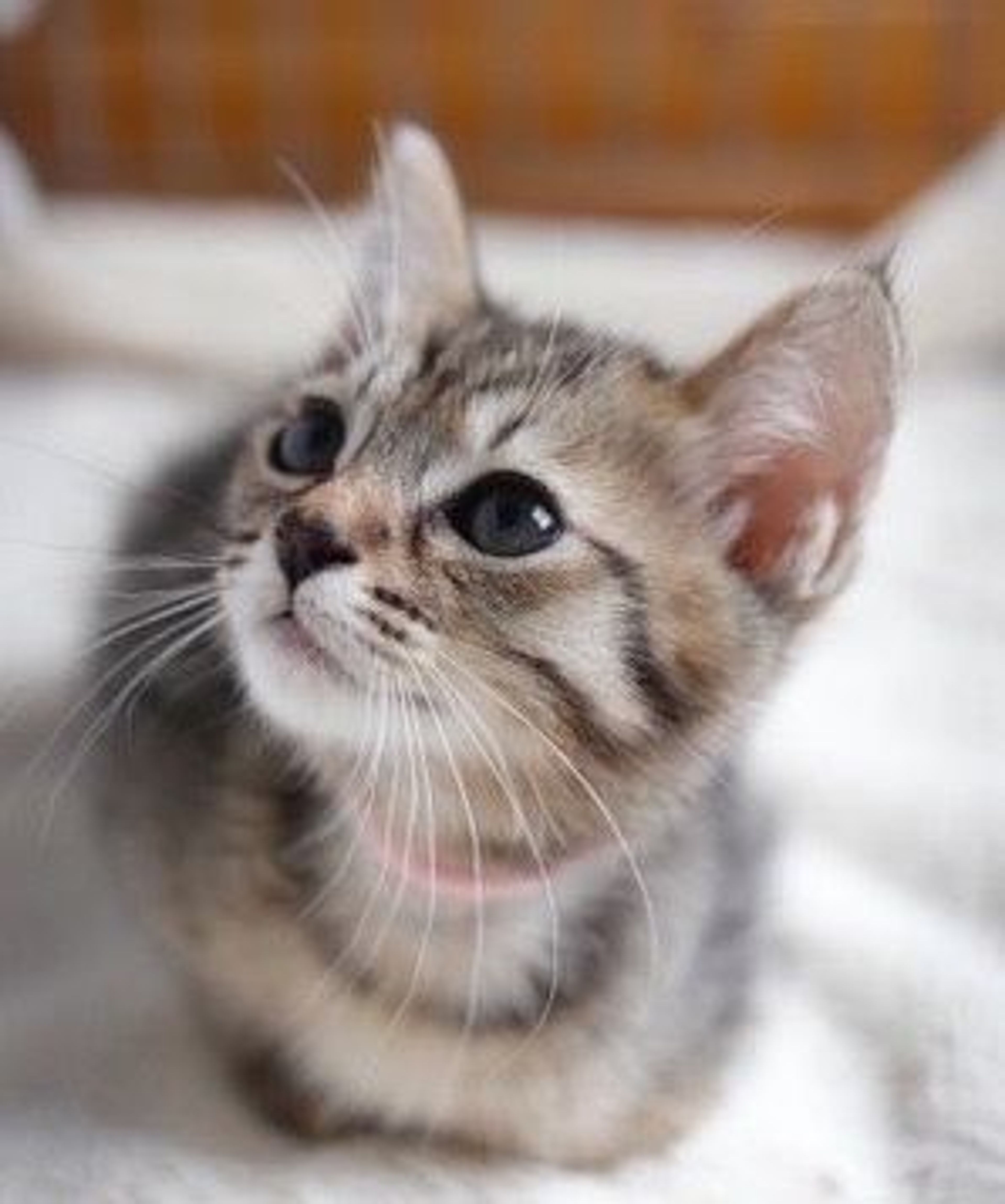 pet-image-4