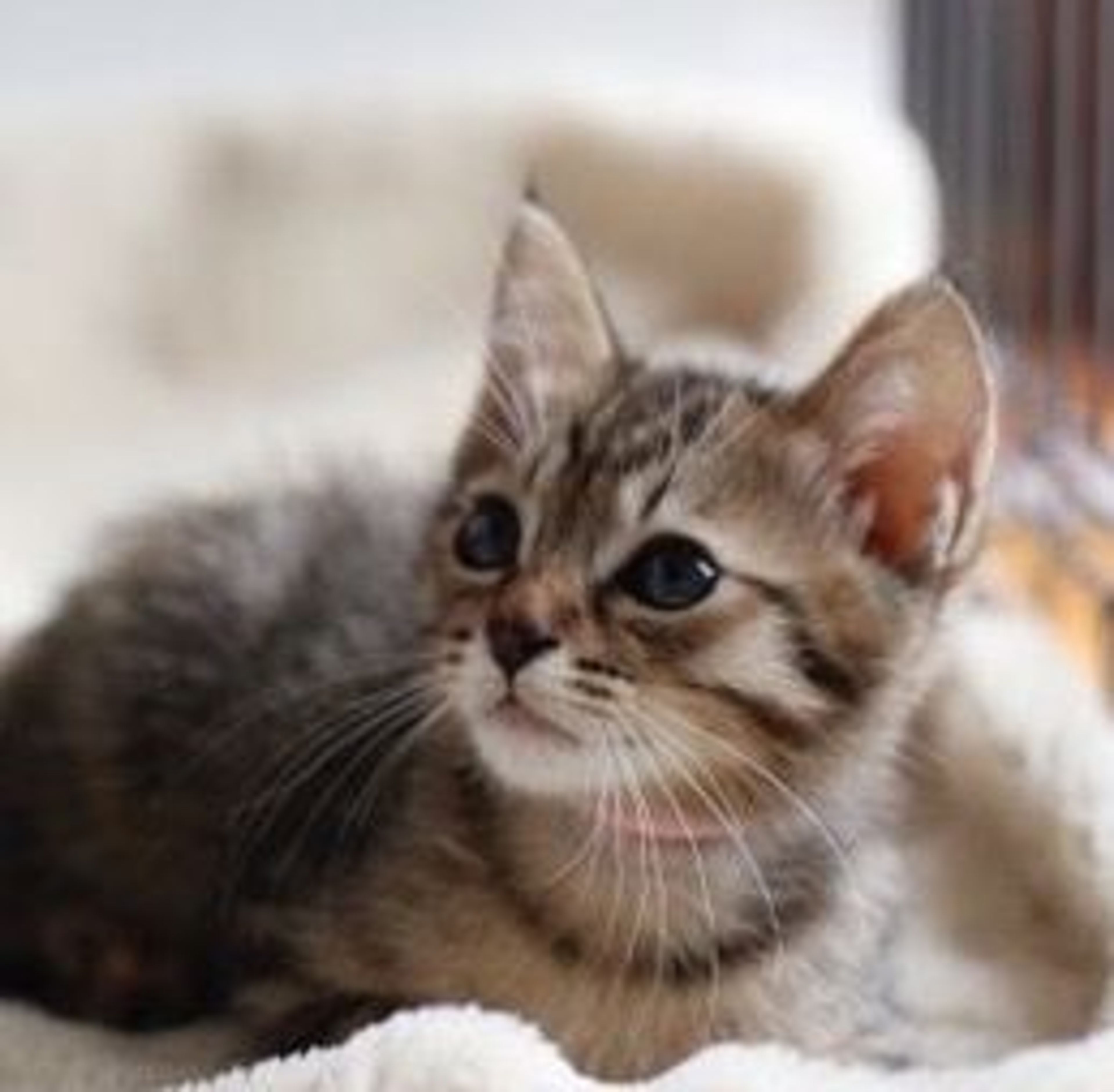 pet-image-5