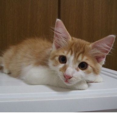 名無しちゃんの写真