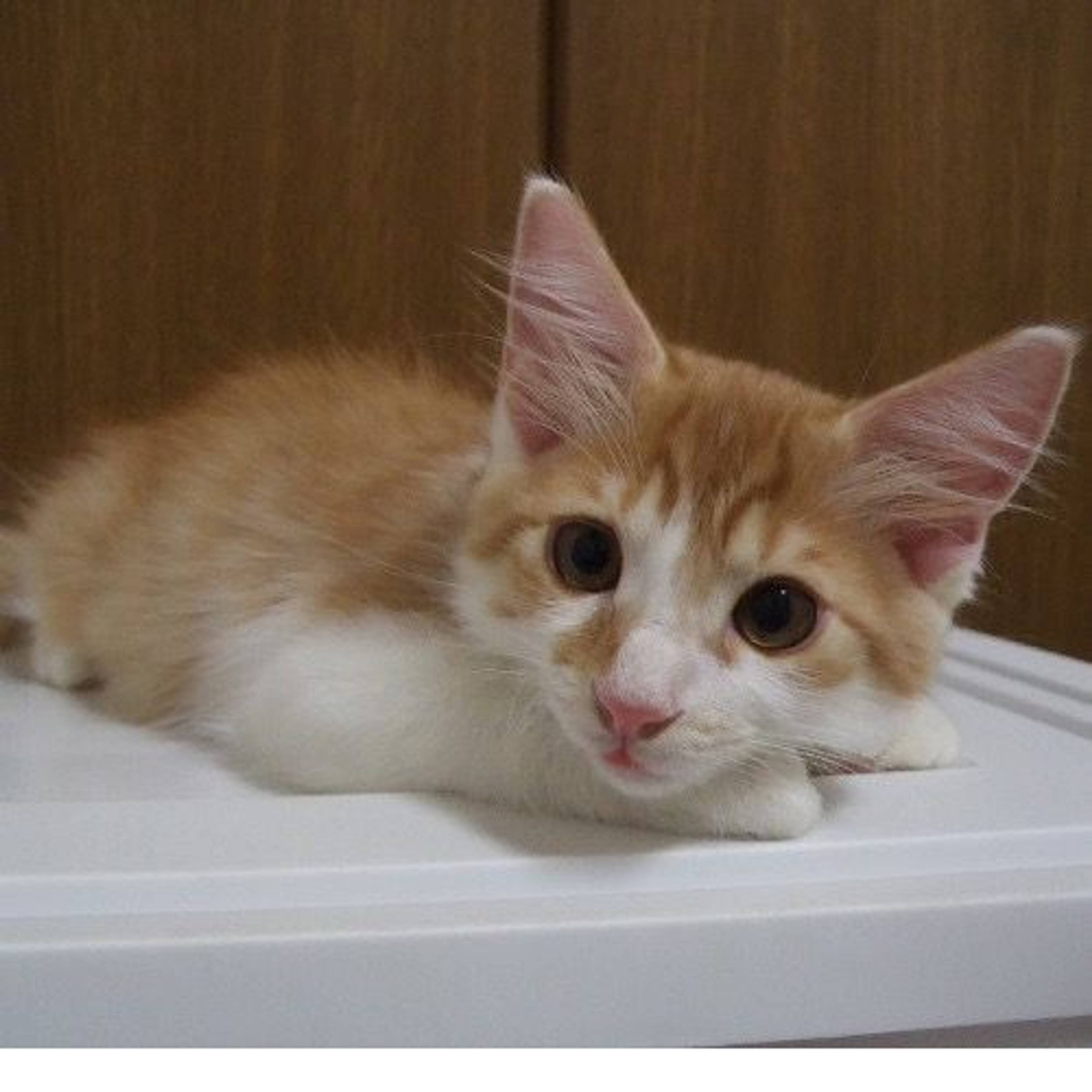 雑種（ミックス猫）・オスの里親募集の写真