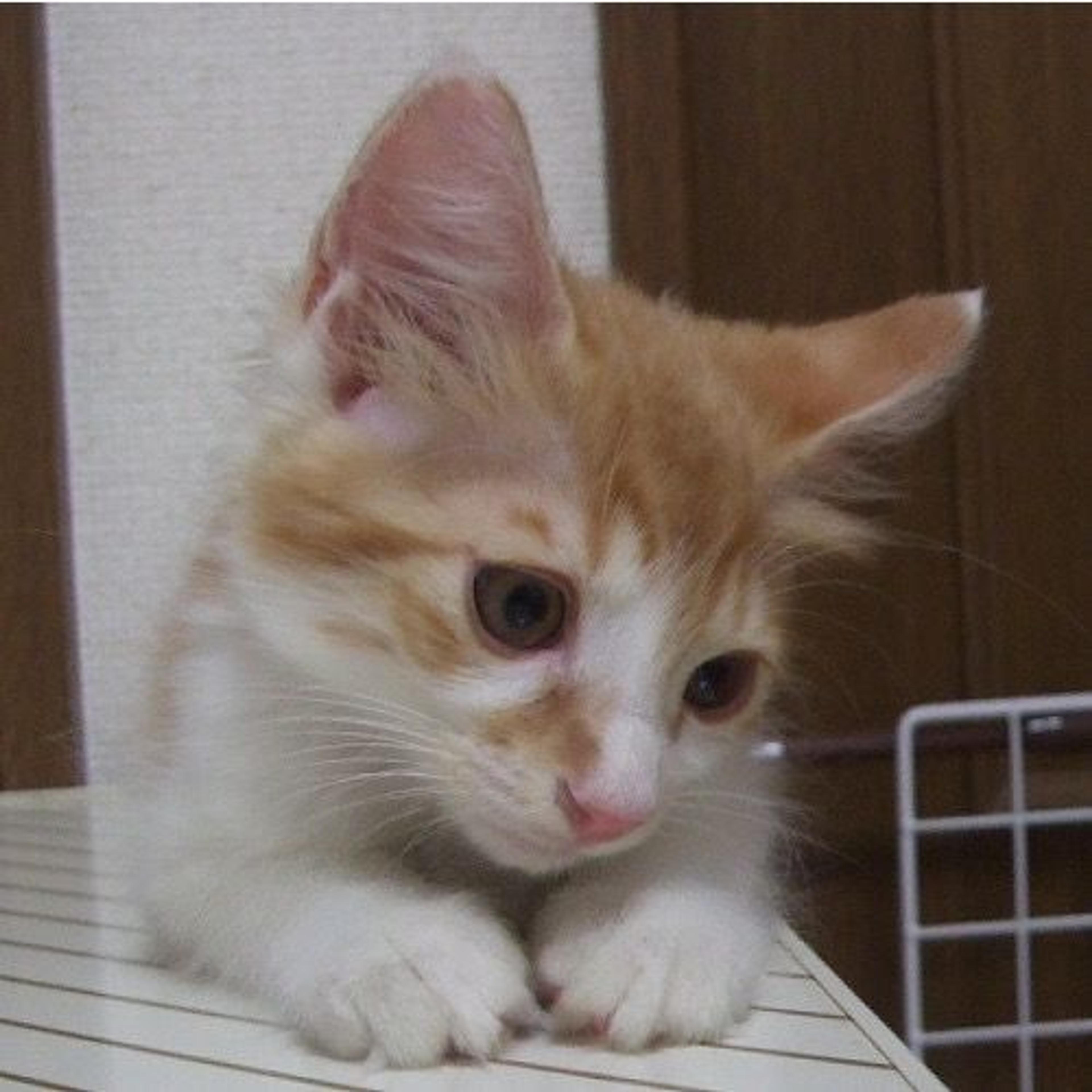 pet-image-2