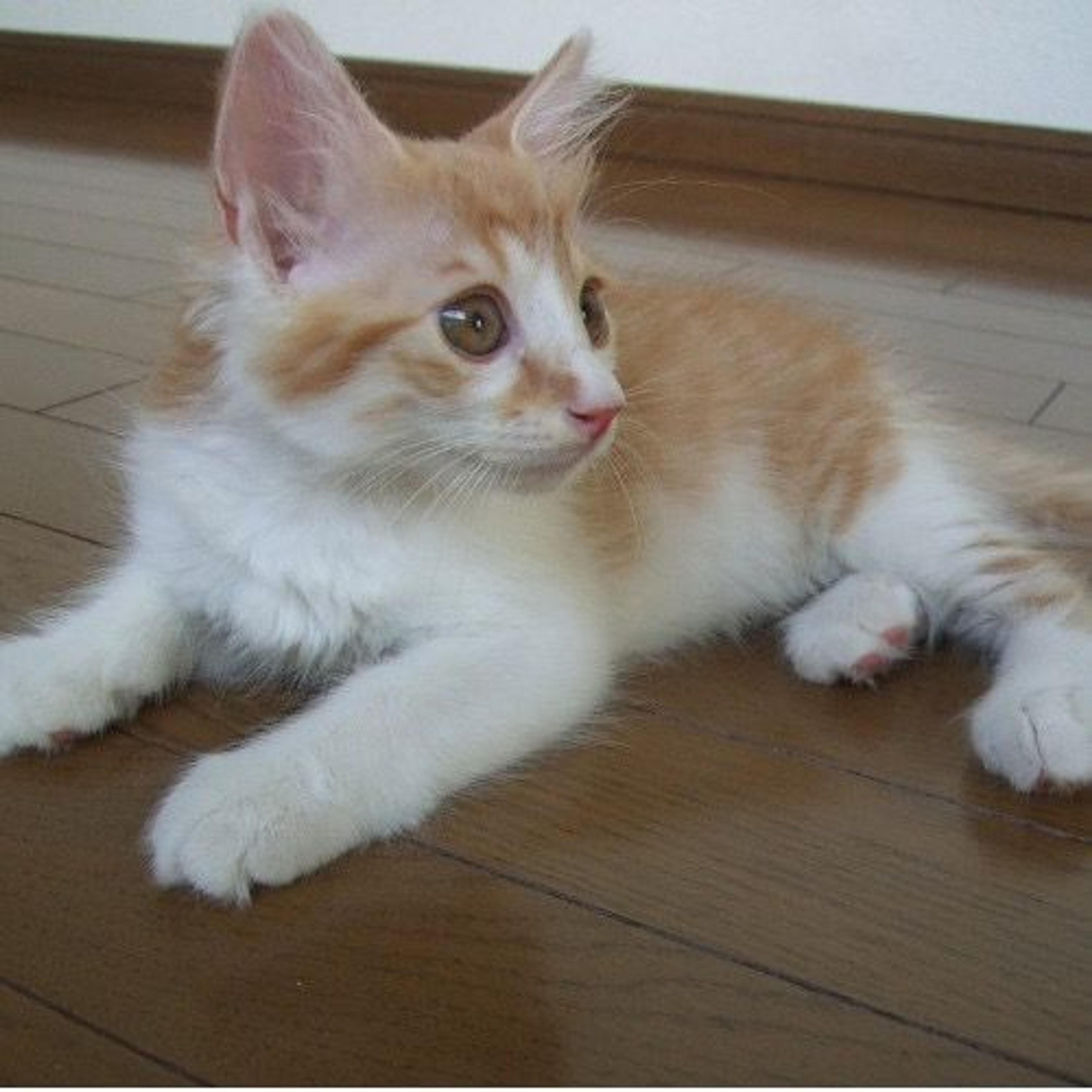 pet-image-3