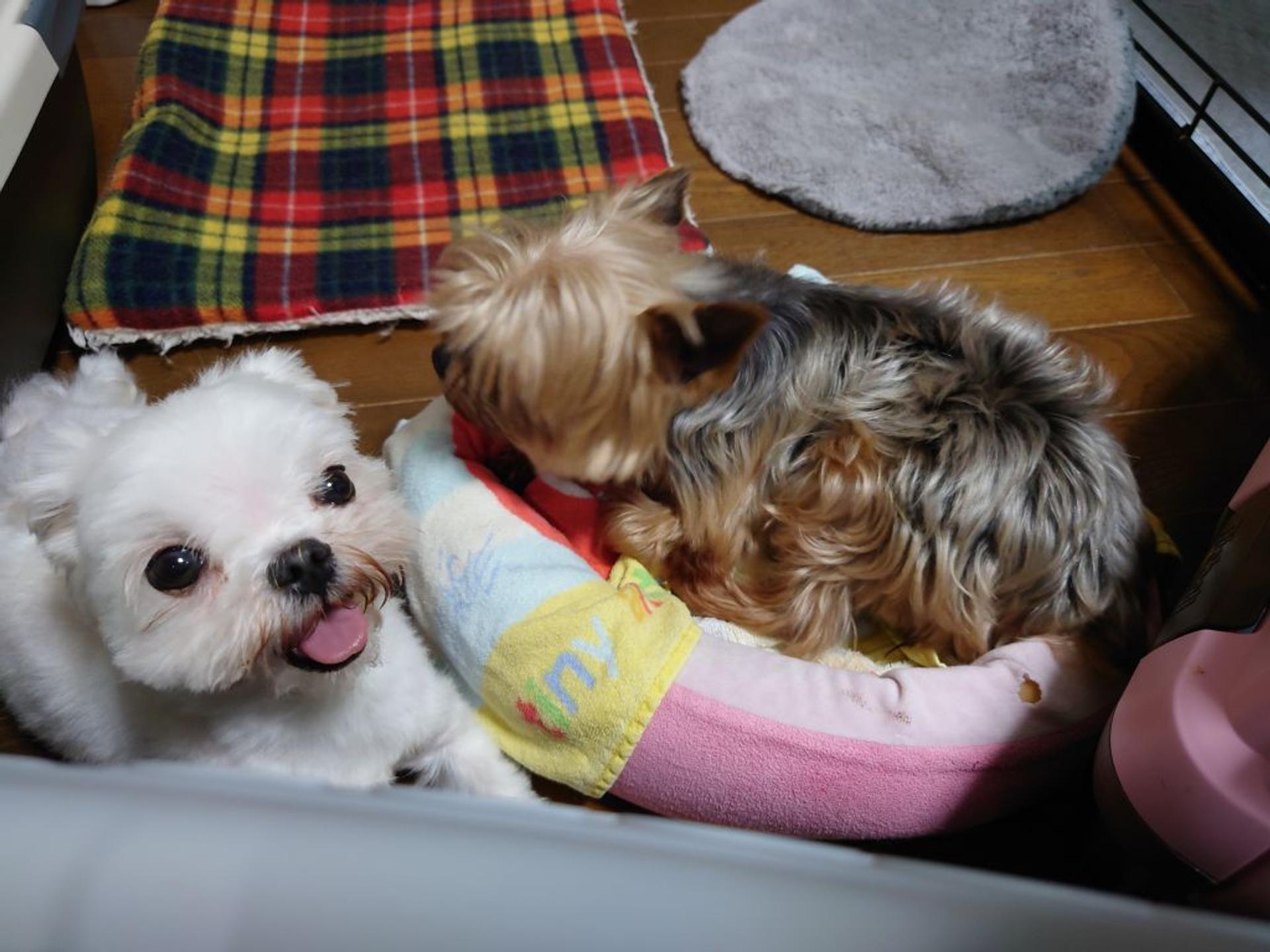 pet-image-3