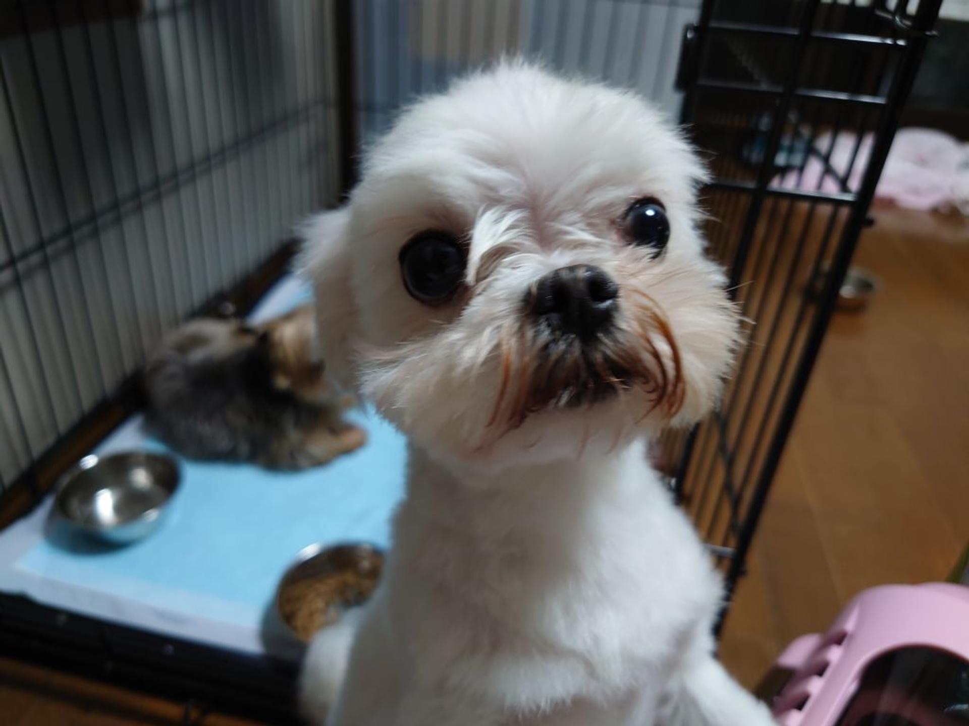 pet-image-4