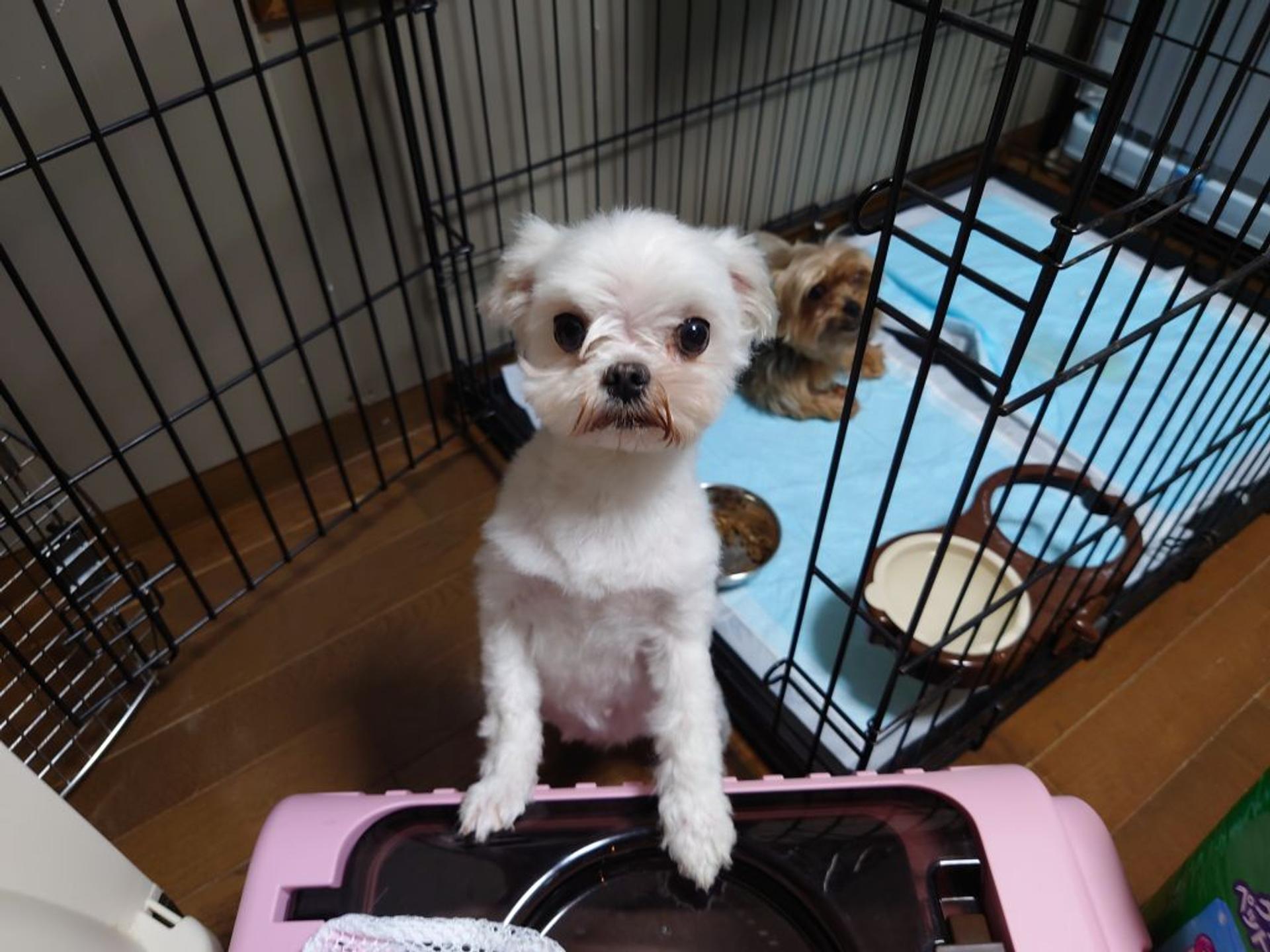 pet-image-5