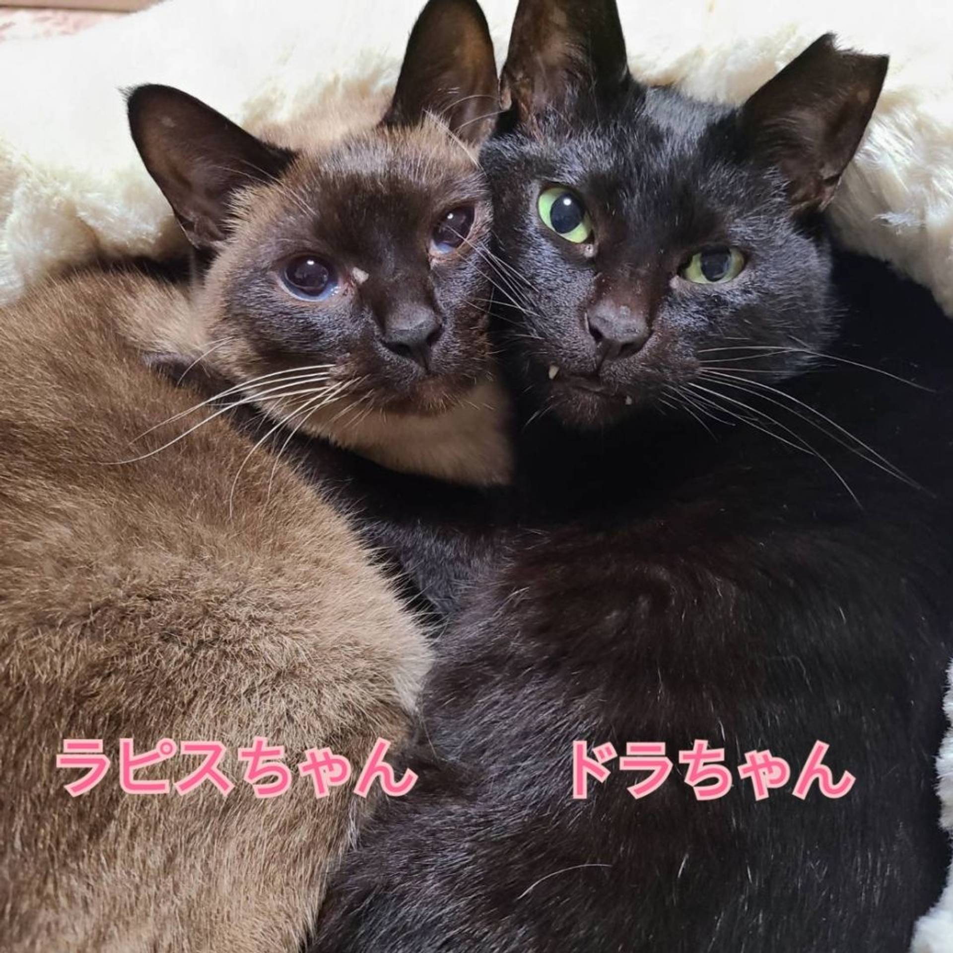 日本猫・メスの里親募集の写真