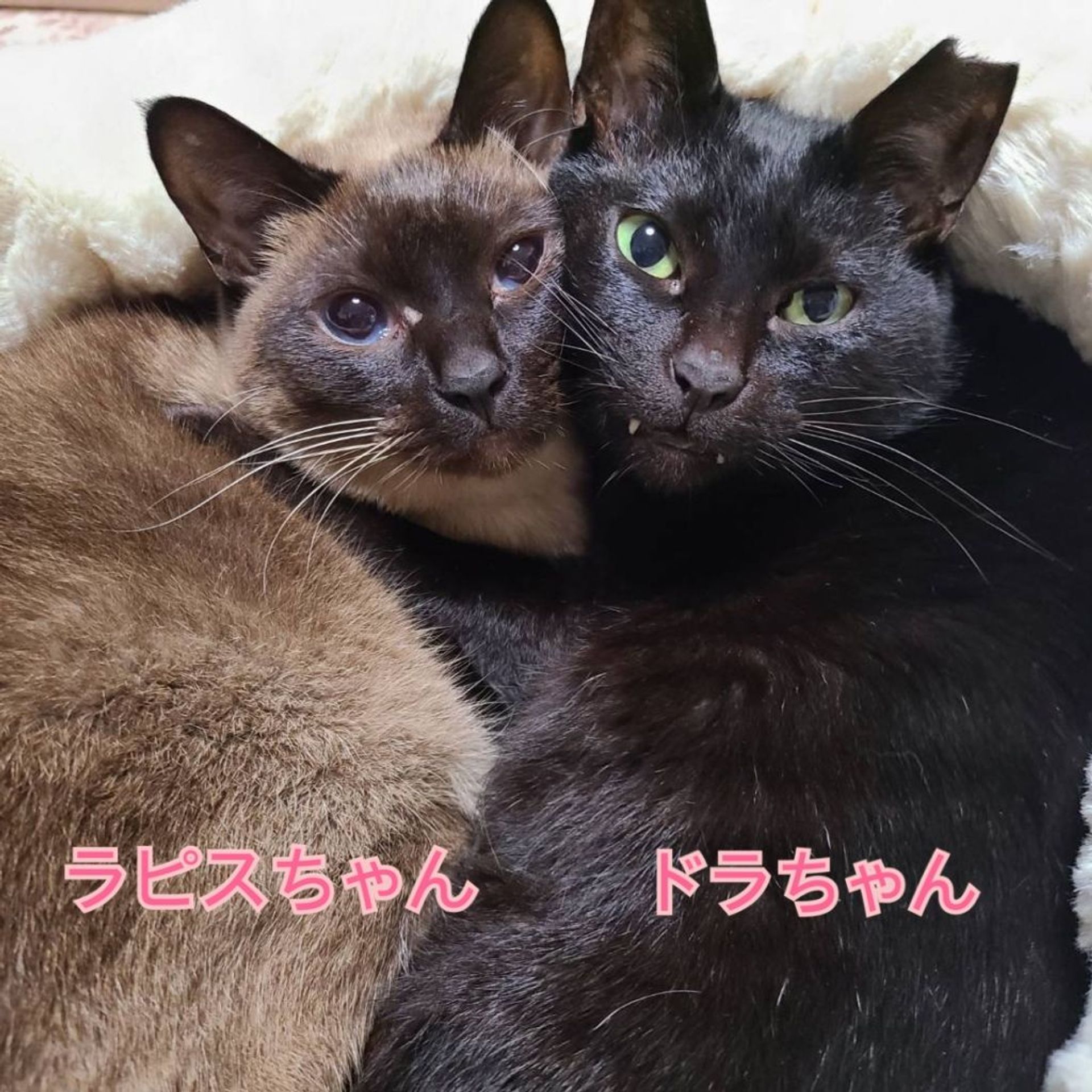日本猫・メスの里親募集の写真