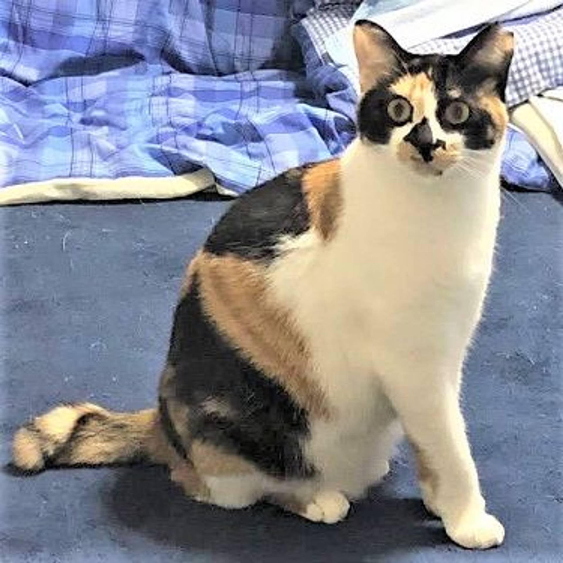 雑種（ミックス猫）・メスの里親募集の写真