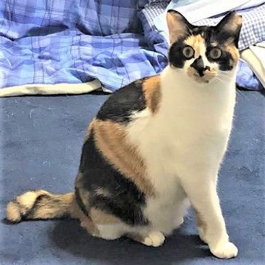 チョコの写真