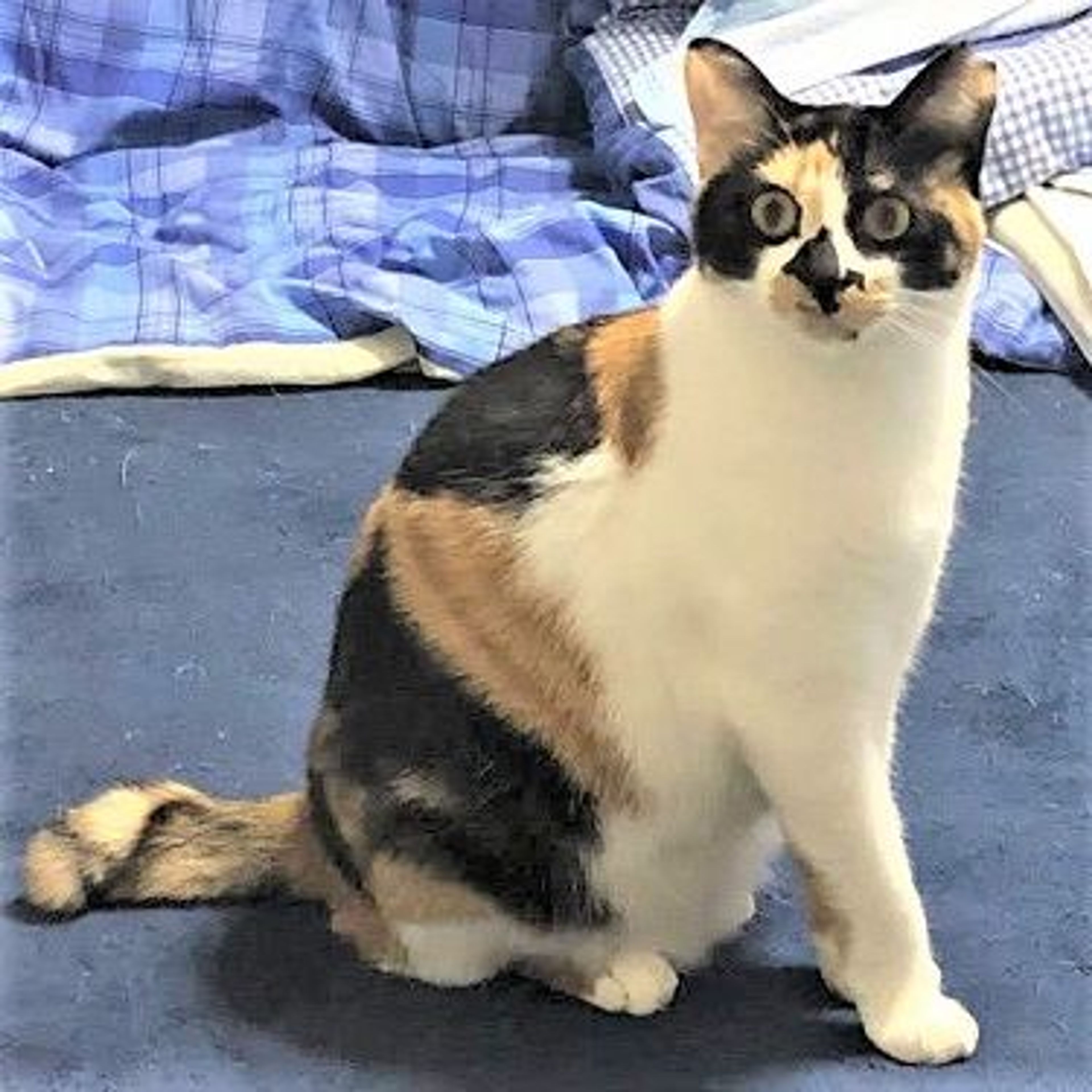 雑種（ミックス猫）・メスの里親募集の写真