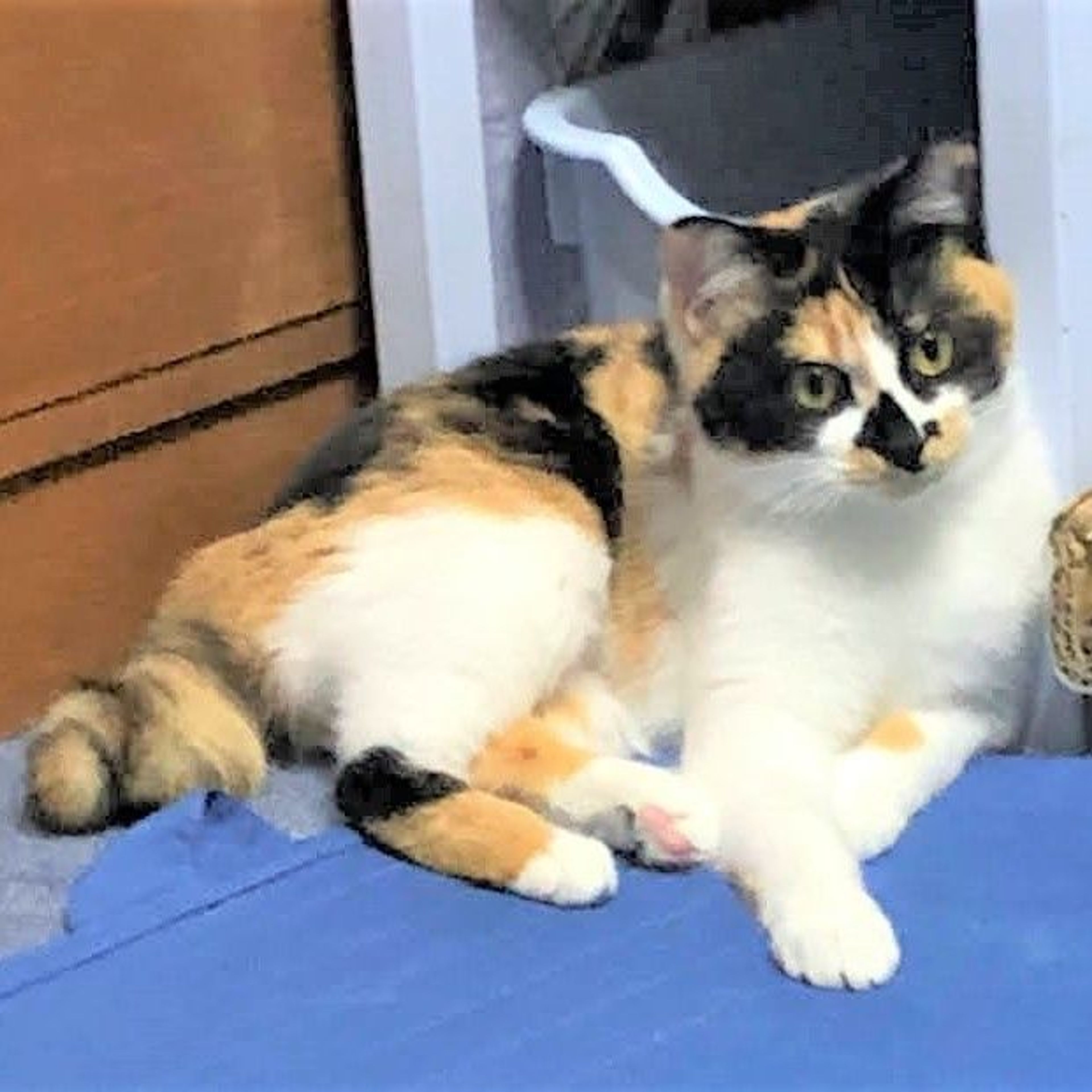 pet-image-2