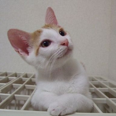 名無しちゃんの写真