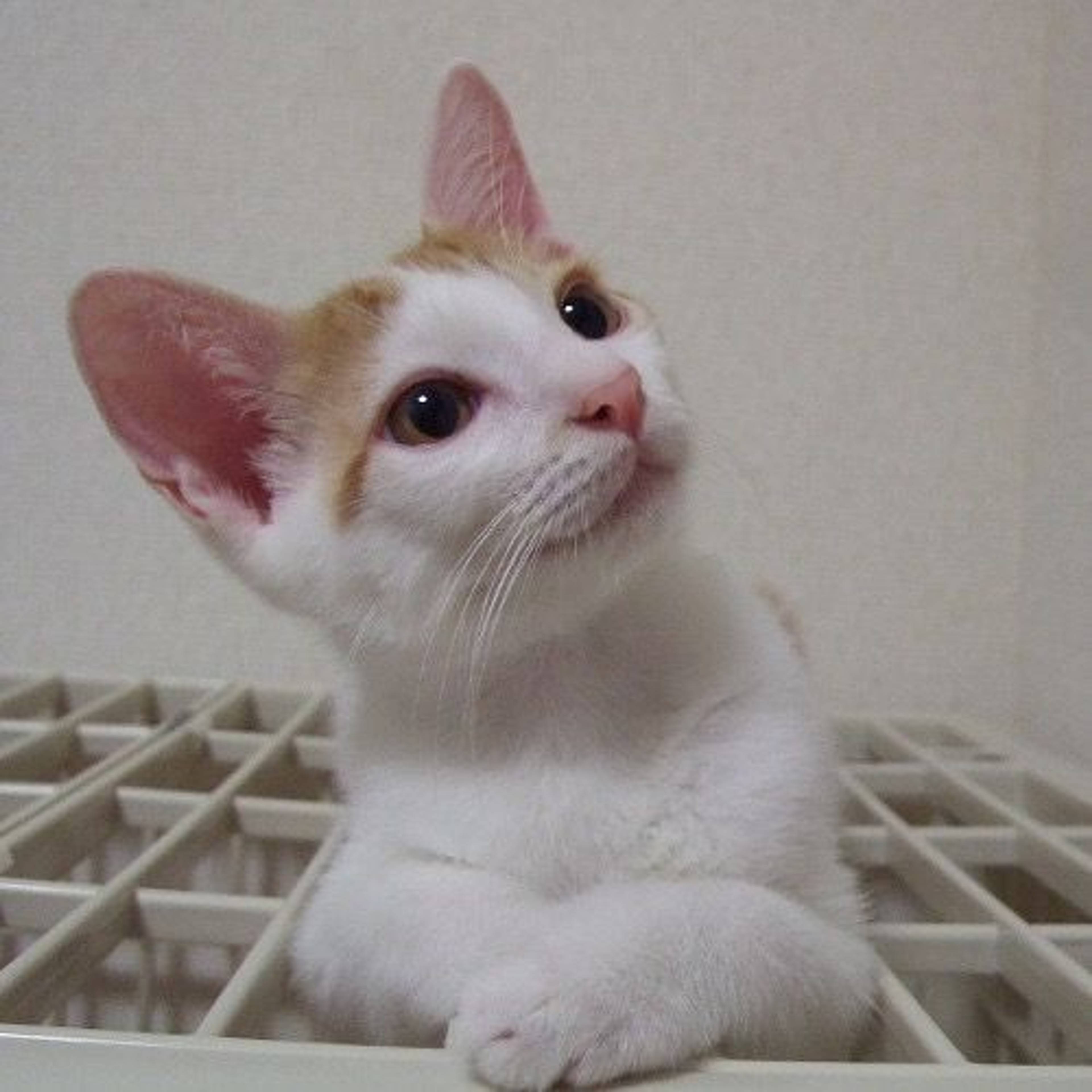 雑種（ミックス猫）・オスの里親募集の写真