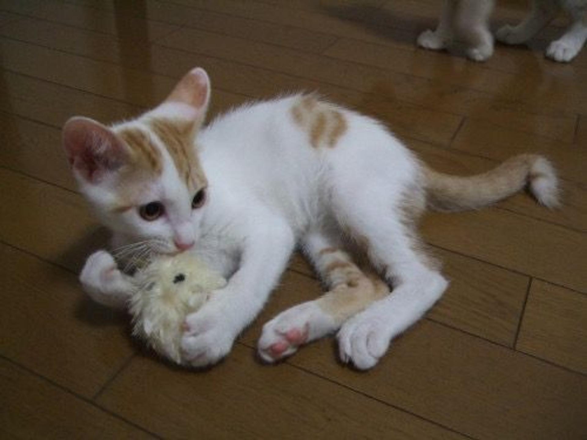 pet-image-2