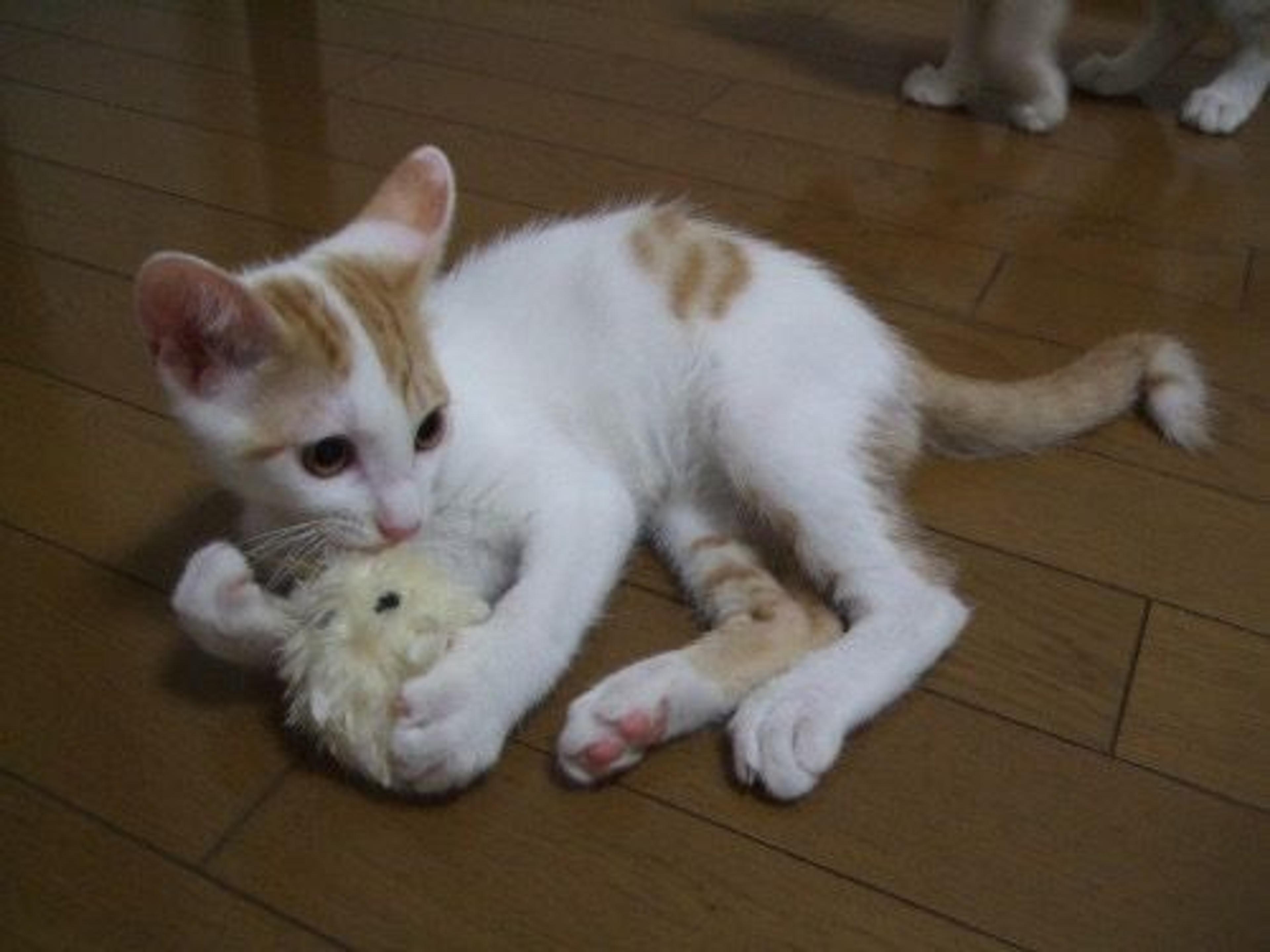 pet-image-2