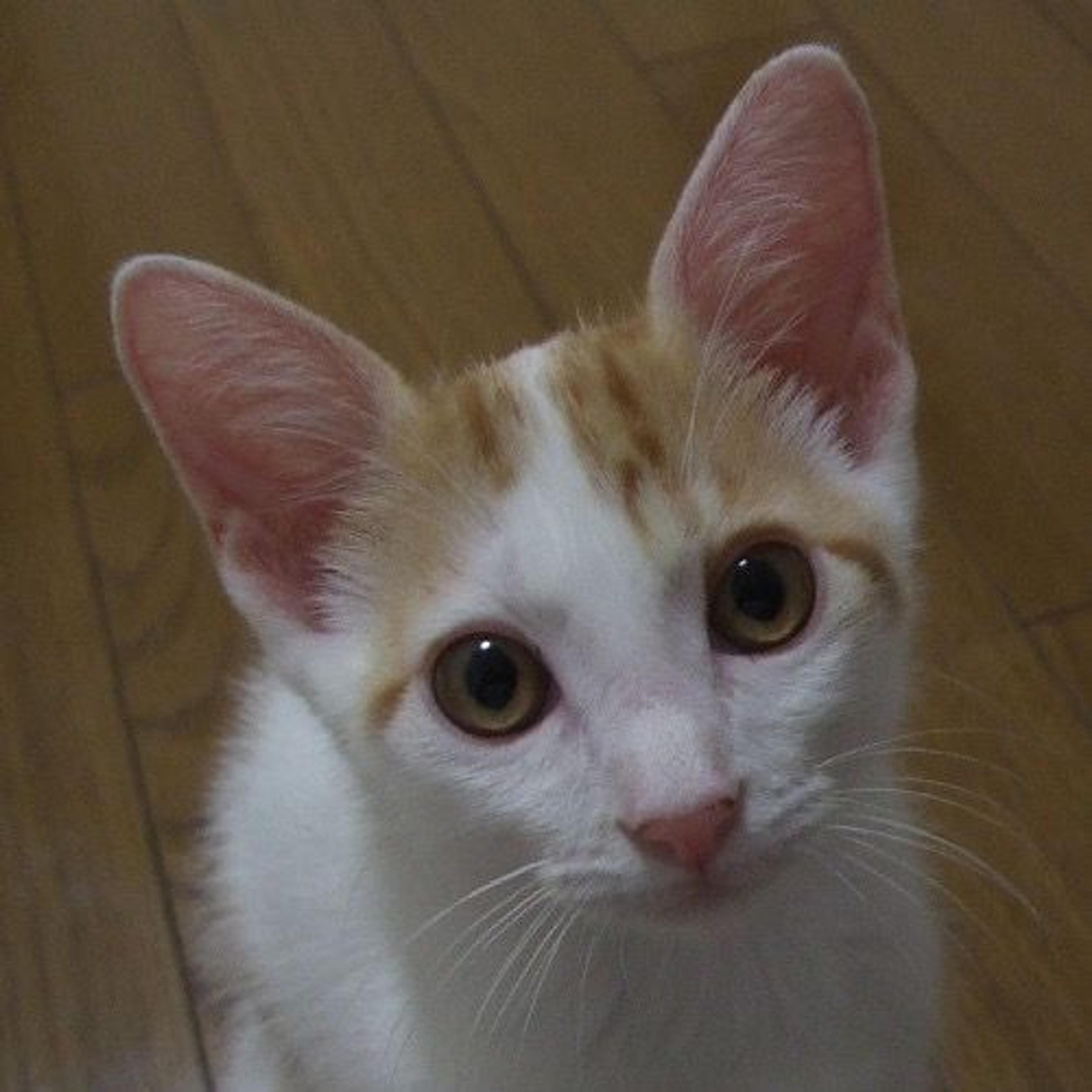 pet-image-3
