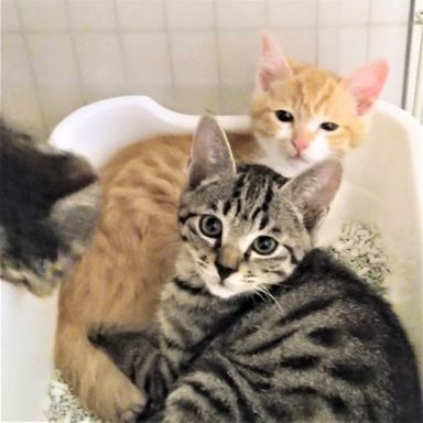 きなこ＆わらび＆あずきの写真