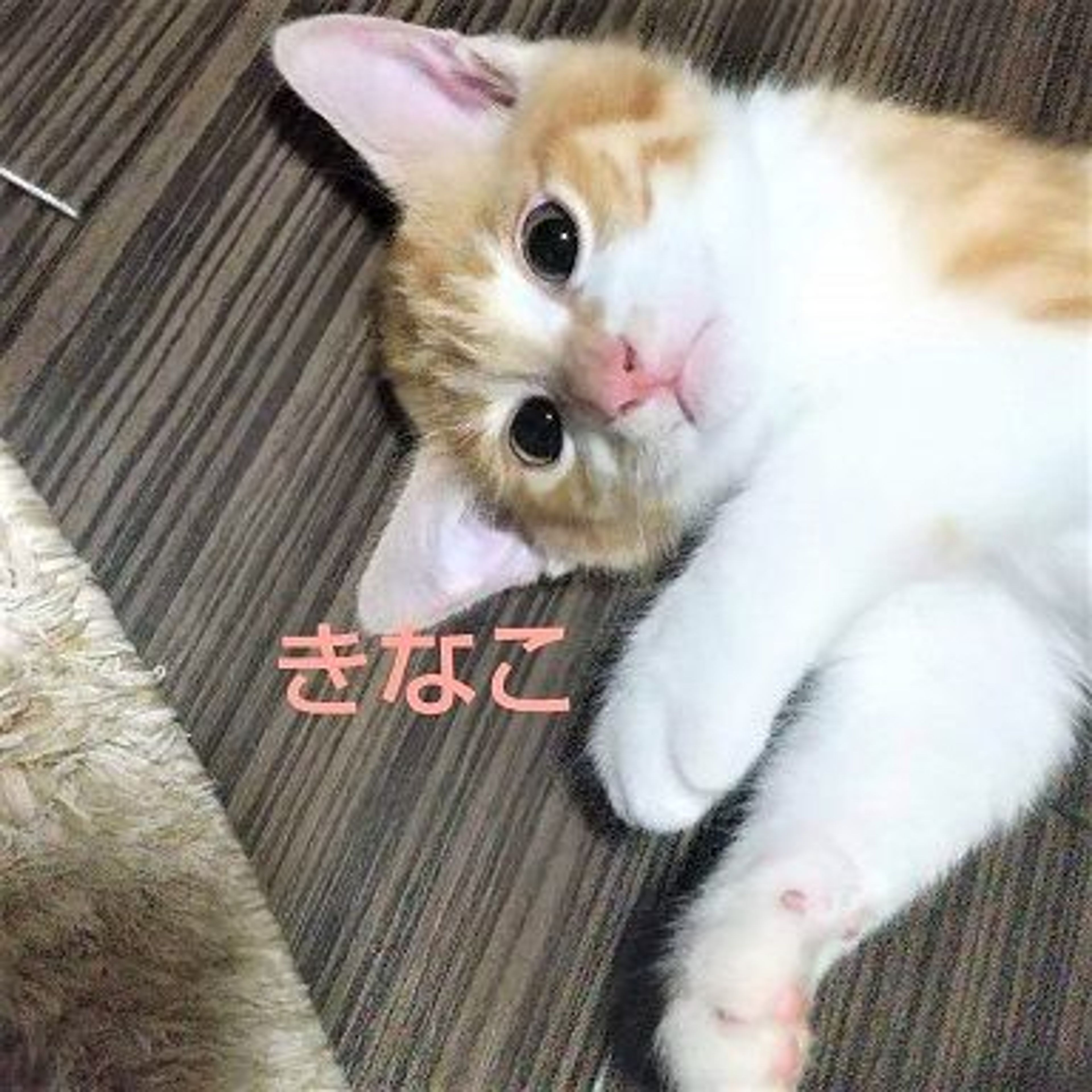 pet-image-2