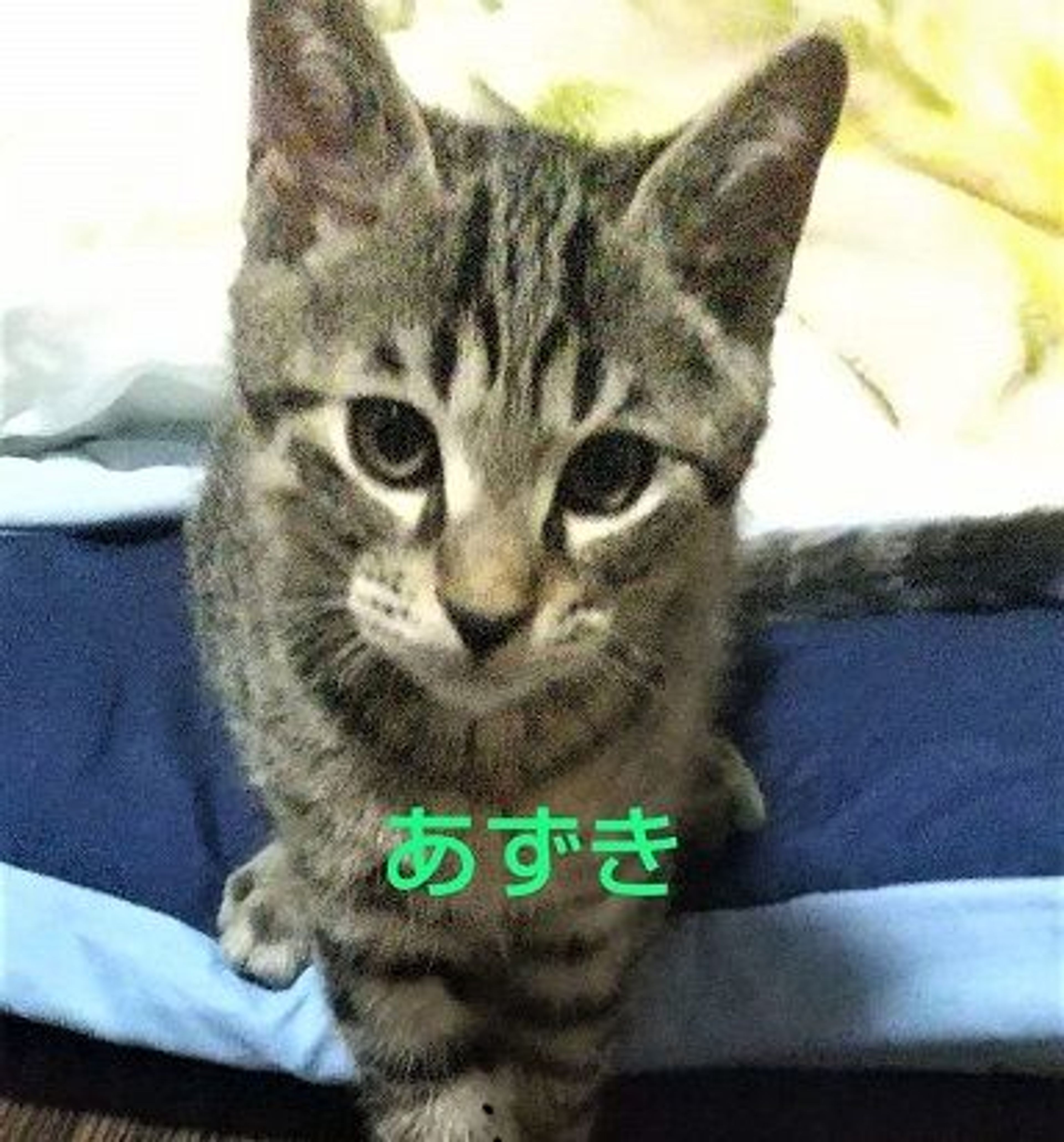 pet-image-4