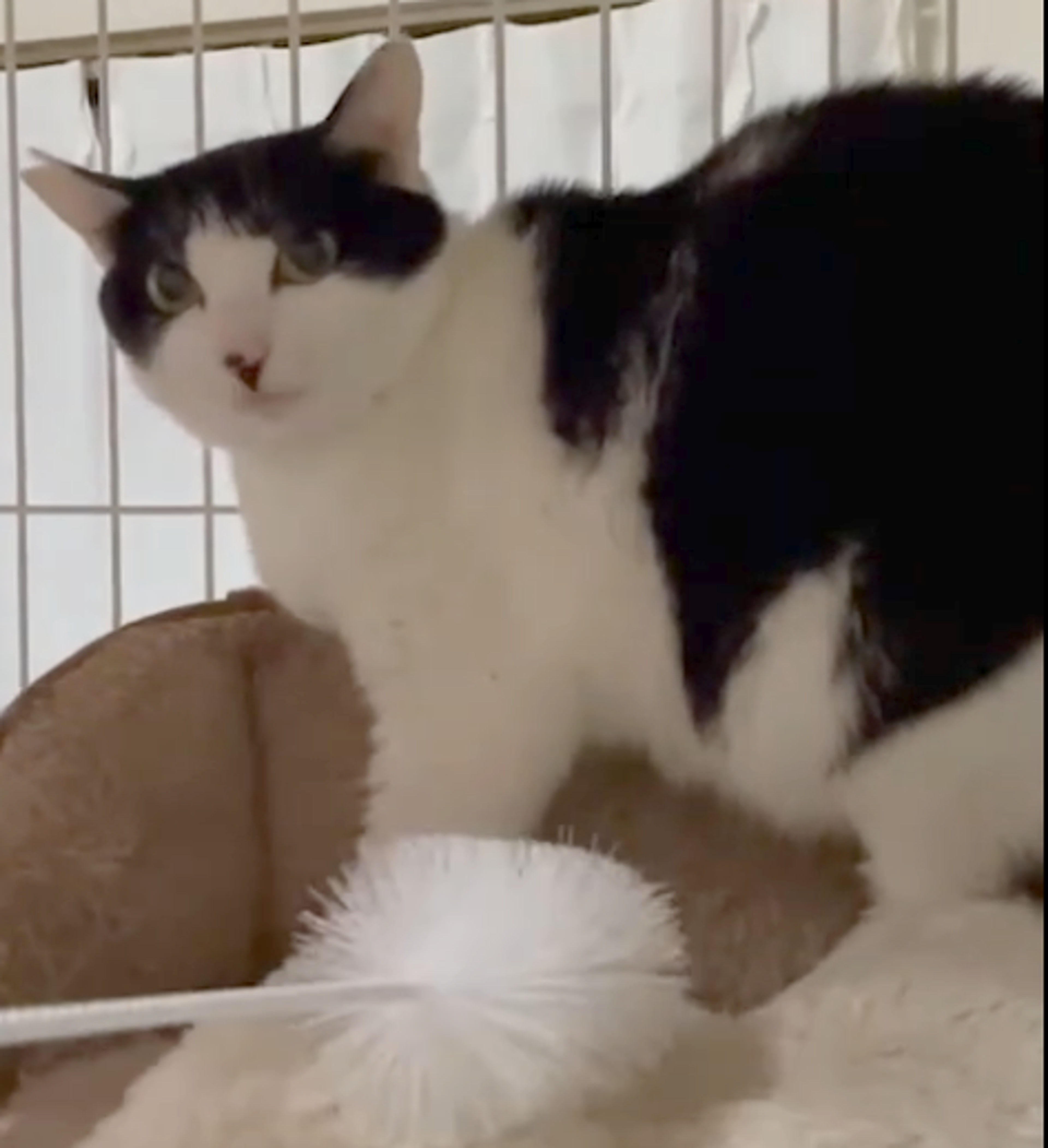 雑種（ミックス猫）・メスの里親募集の写真