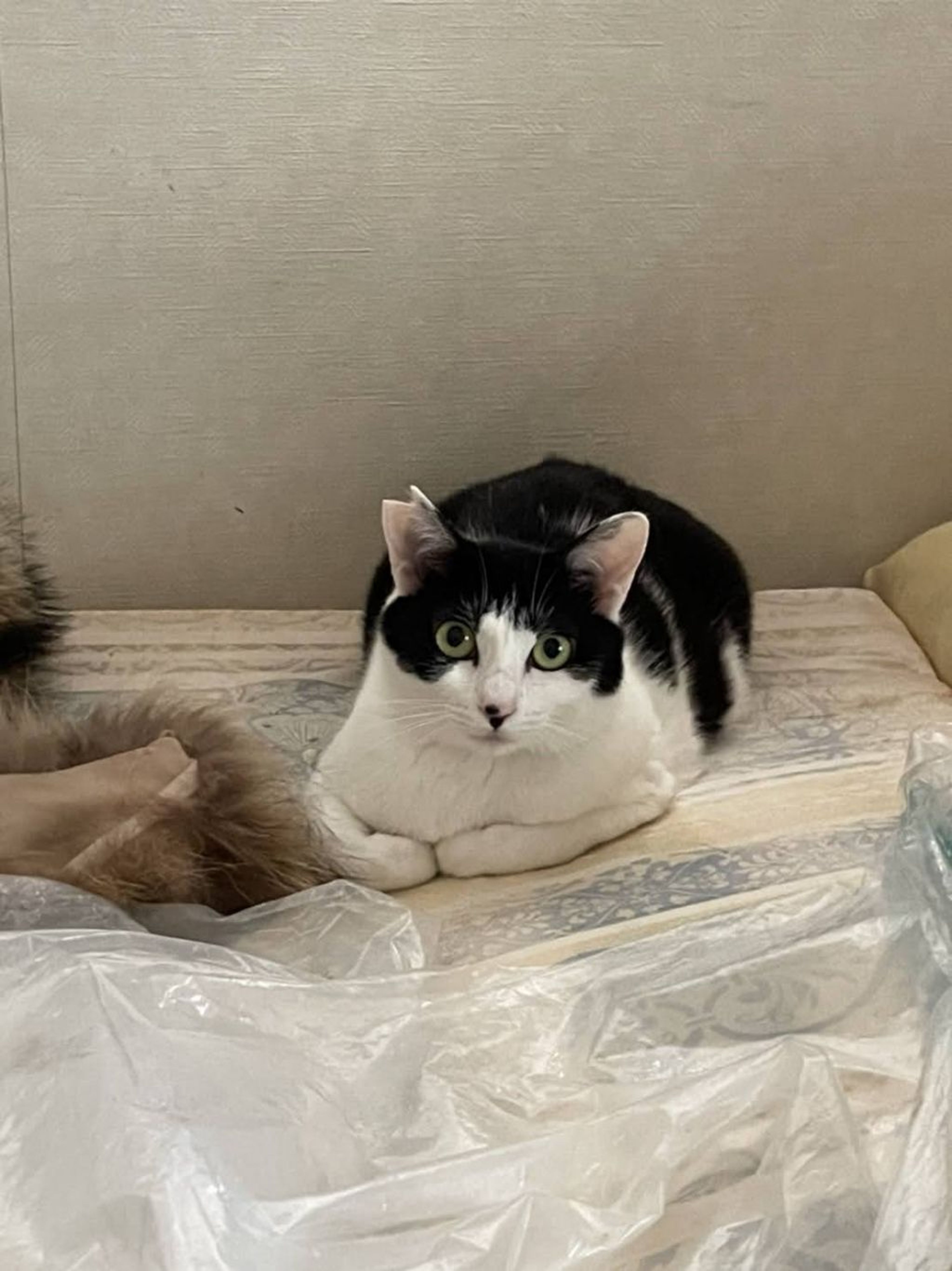 pet-image-2
