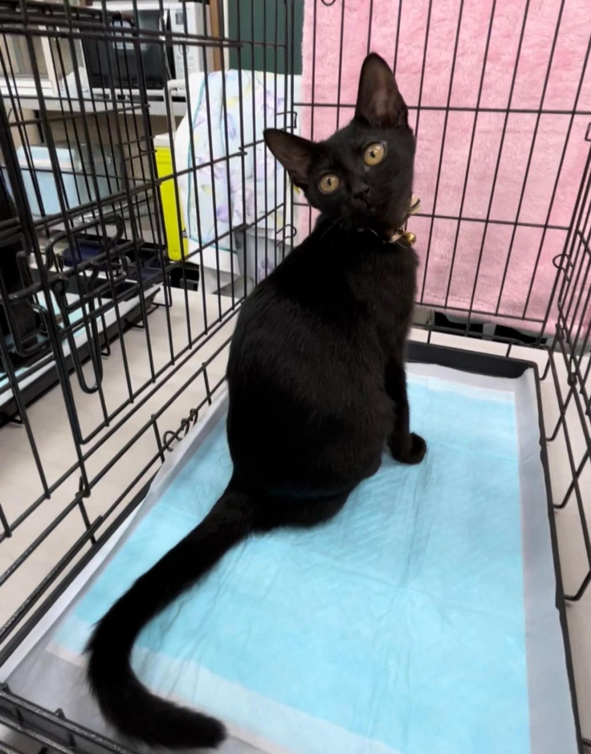 pet-image-3