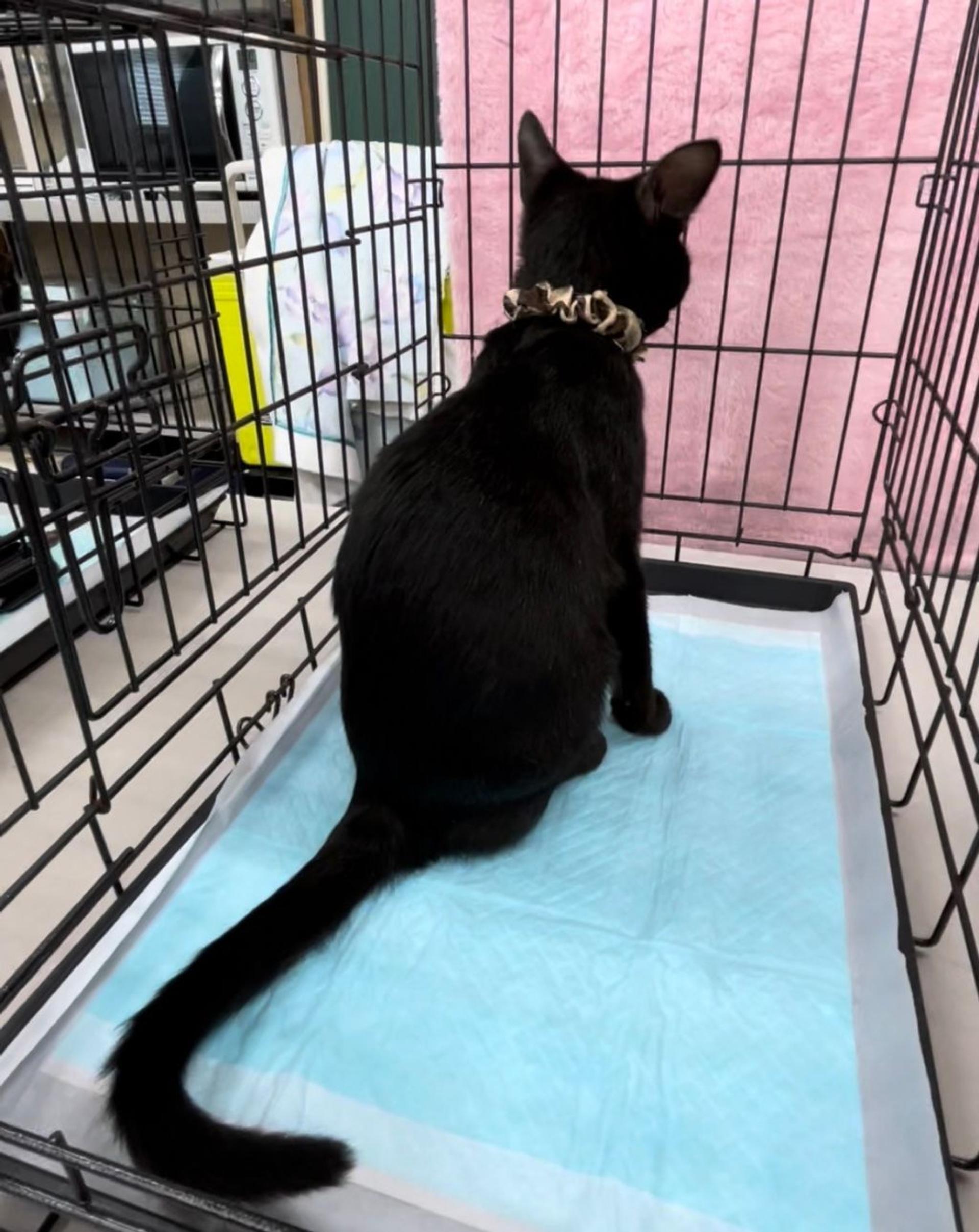 pet-image-6