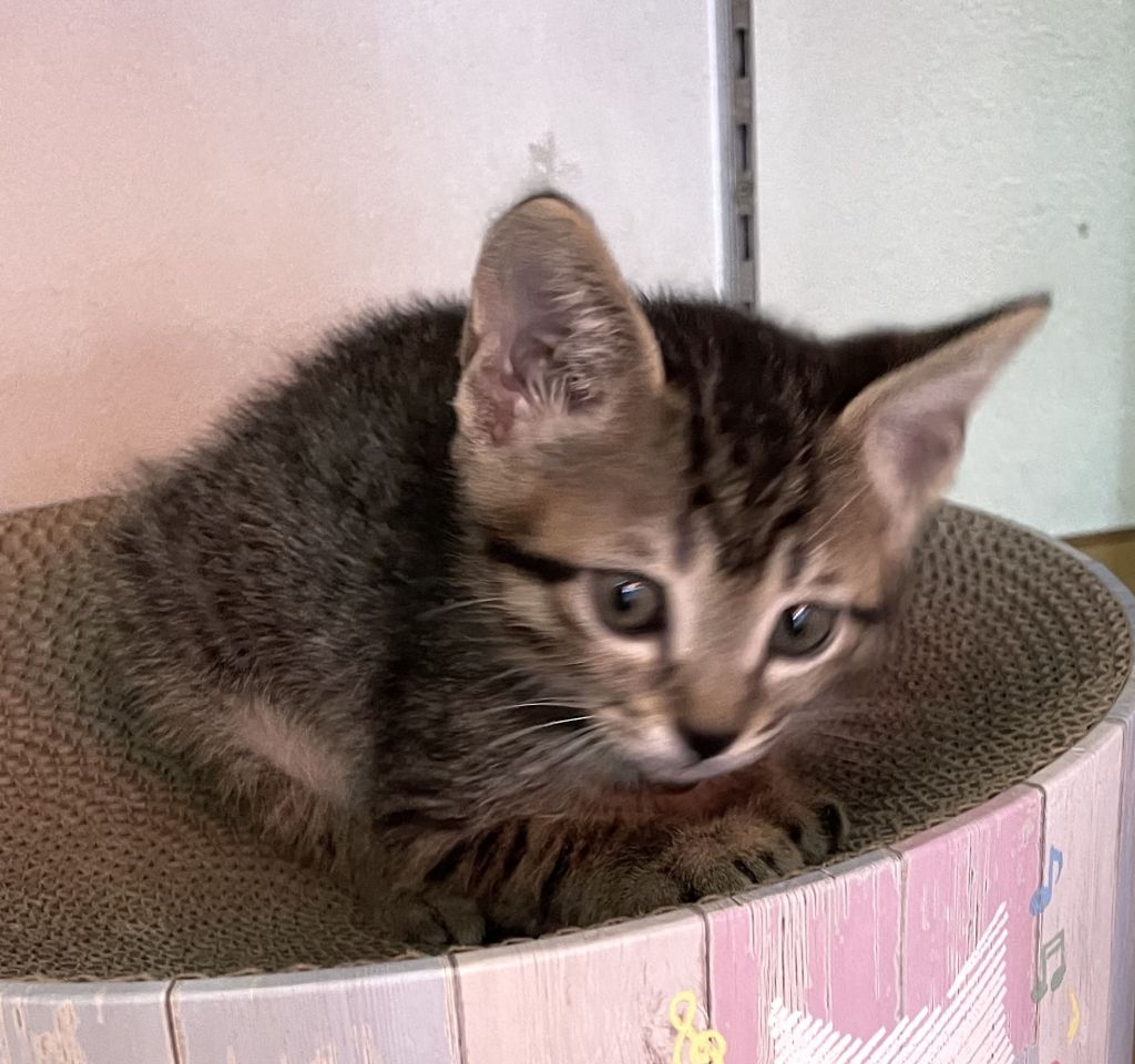 pet-image-5