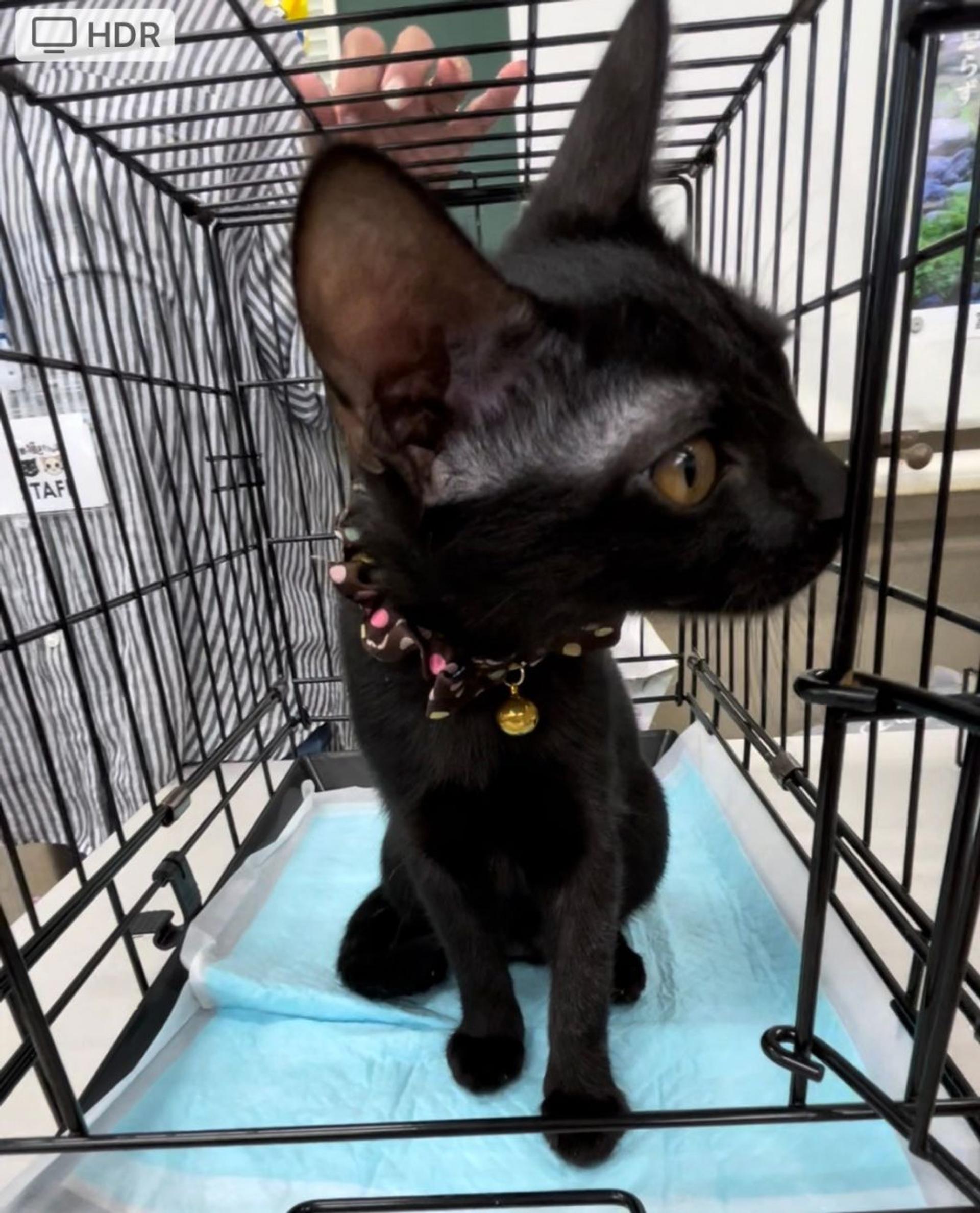 pet-image-2