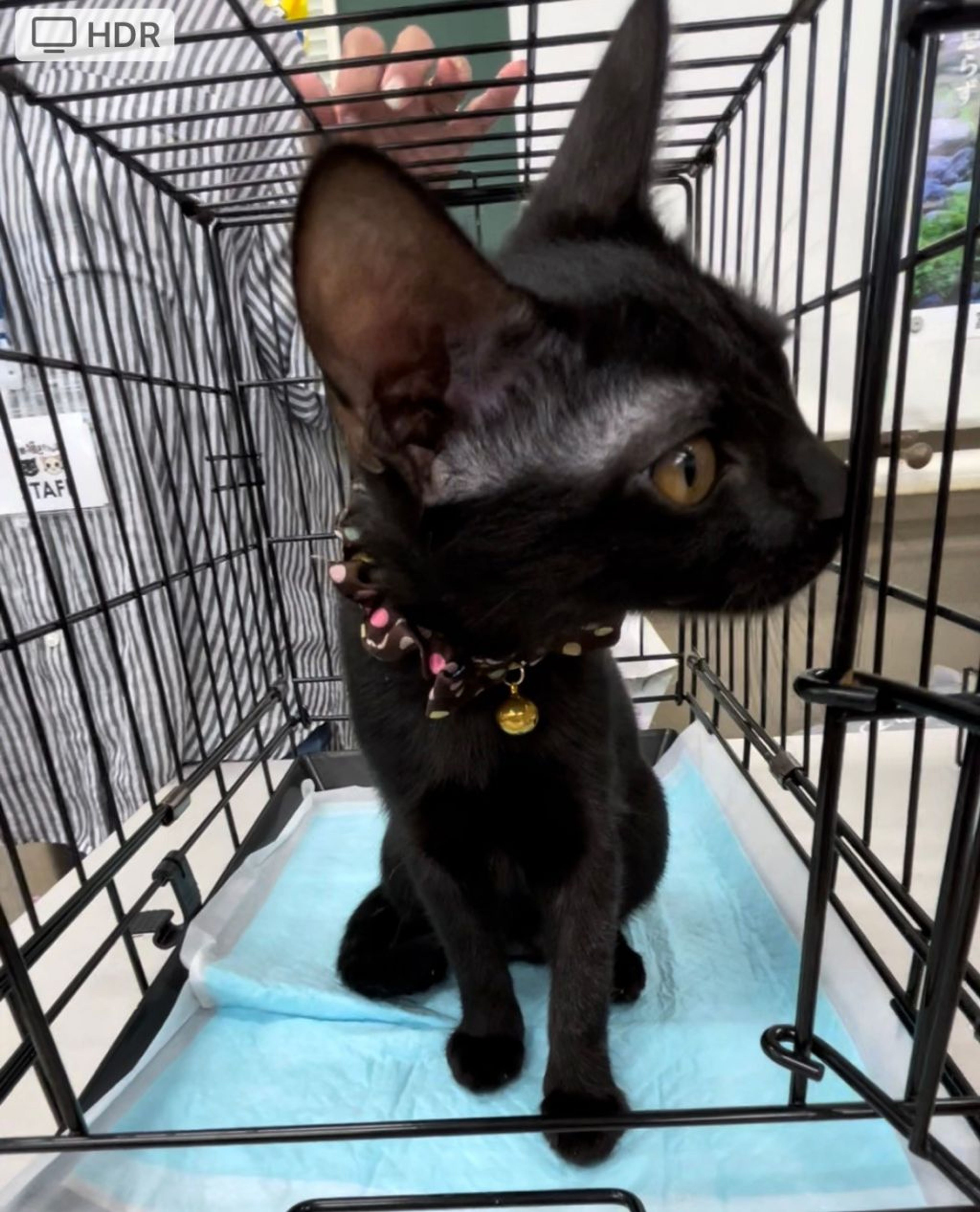 pet-image-2
