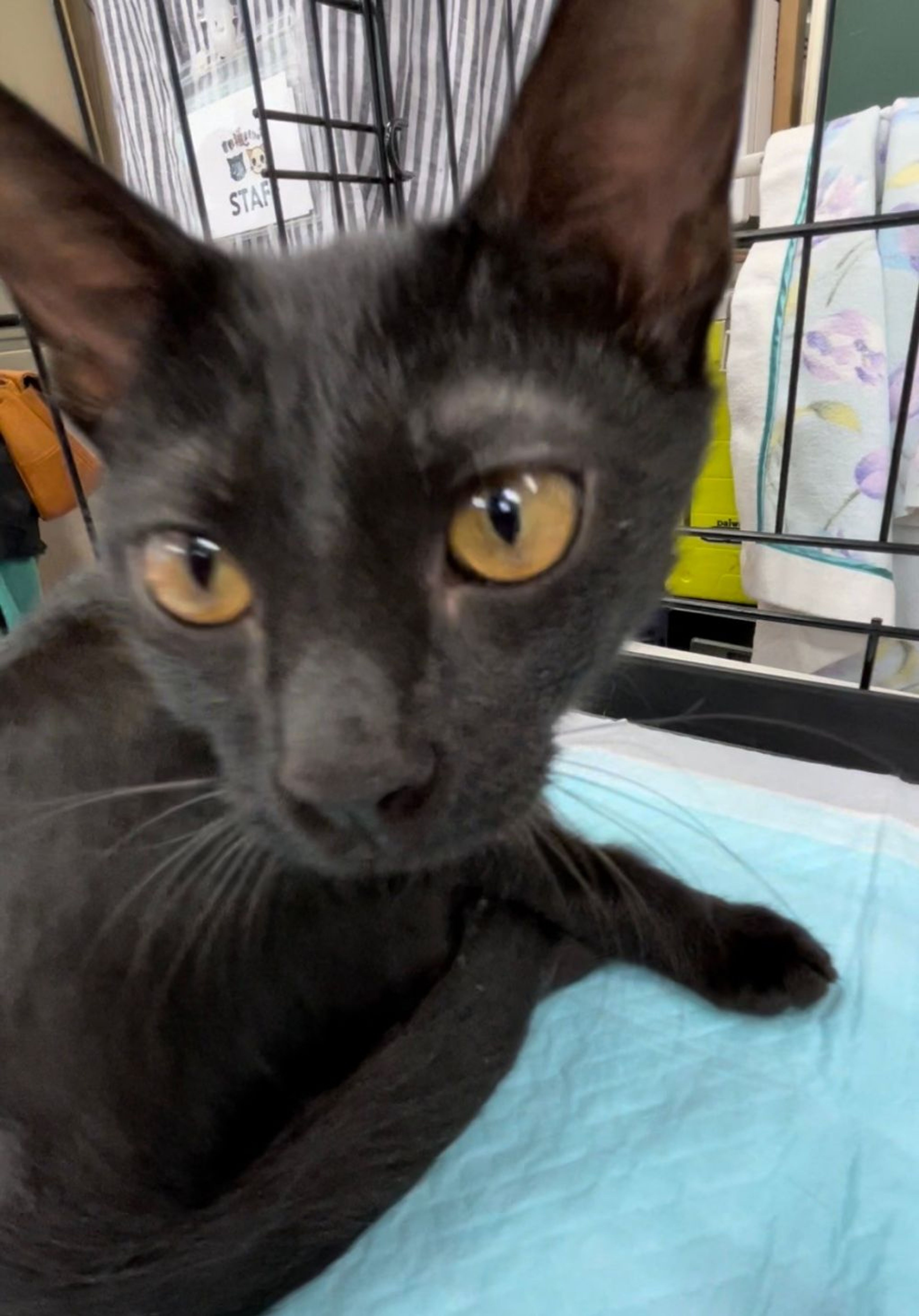 pet-image-4